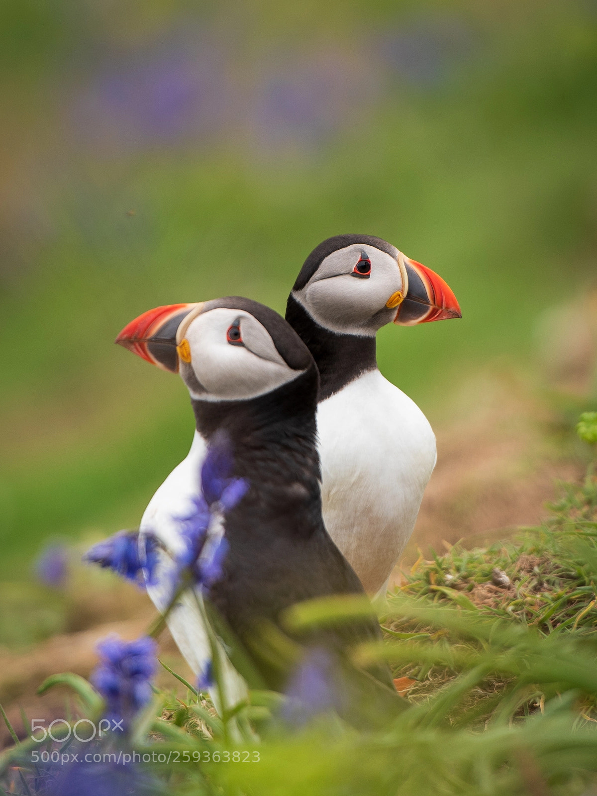 Nikon D750 sample photo. Two puffins on skomer photography
