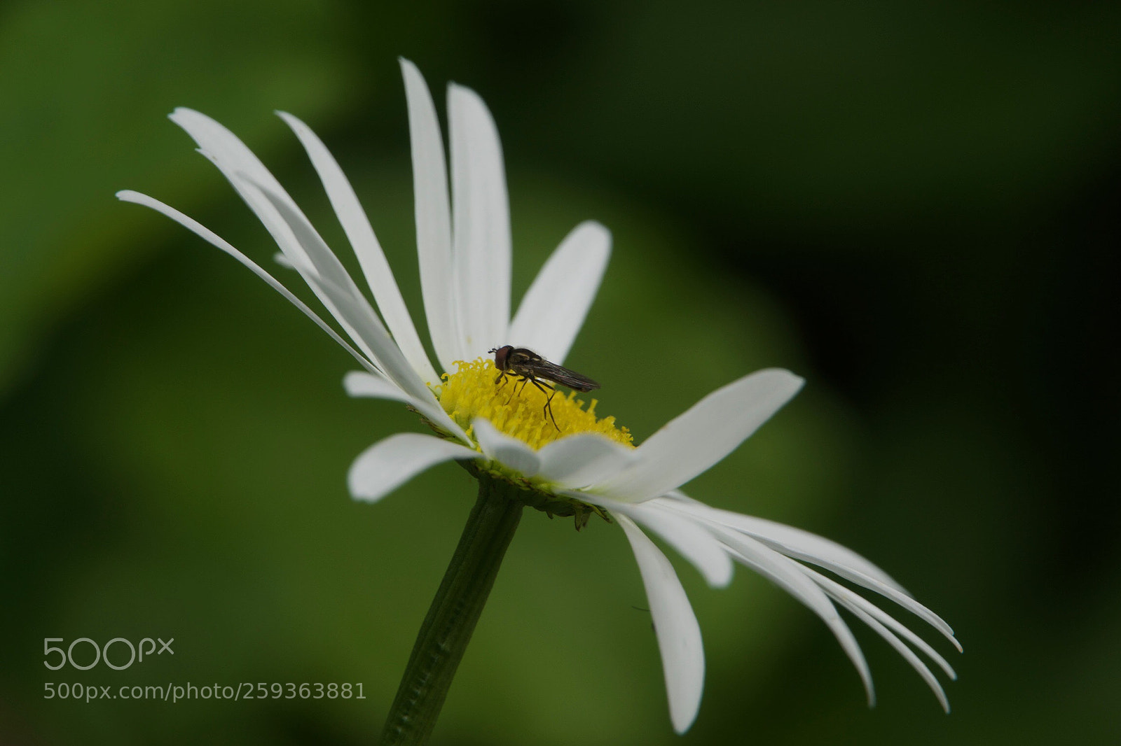 Sony Cyber-shot DSC-RX10 III sample photo. Magriet photography