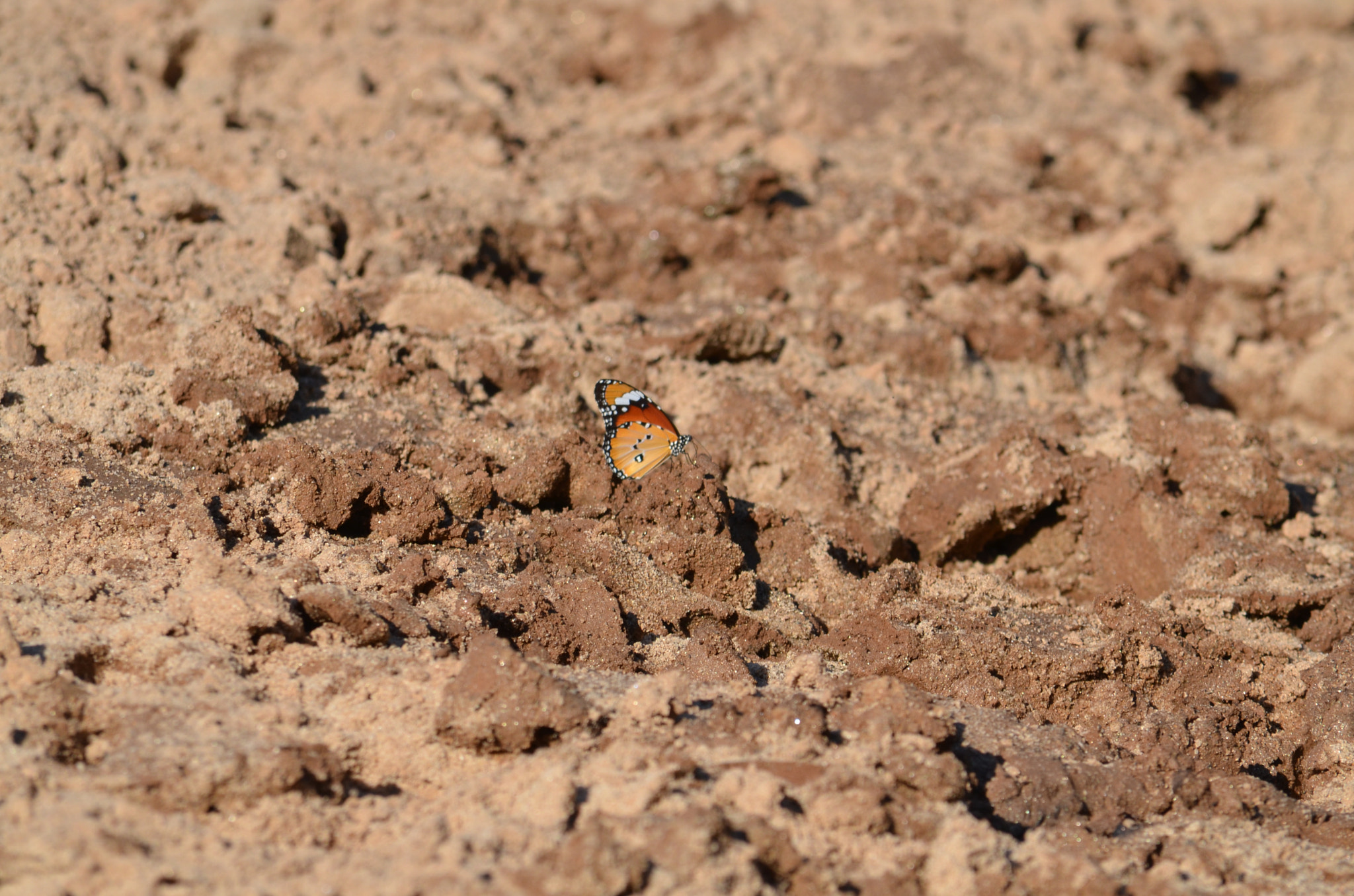 Nikon D7000 sample photo. Fhu photography