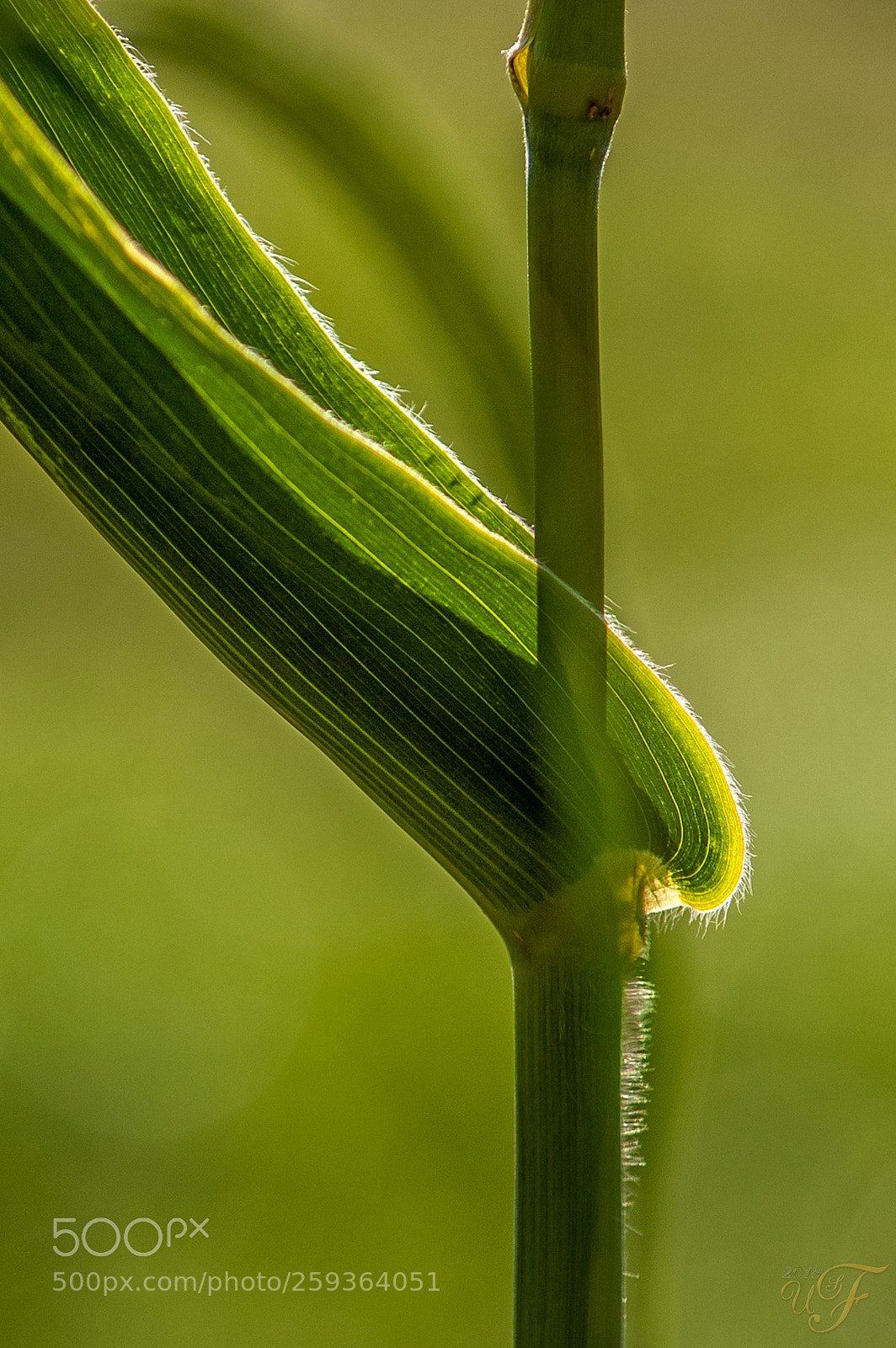 Nikon D70 sample photo. Maishalm ! (corn stalk) photography