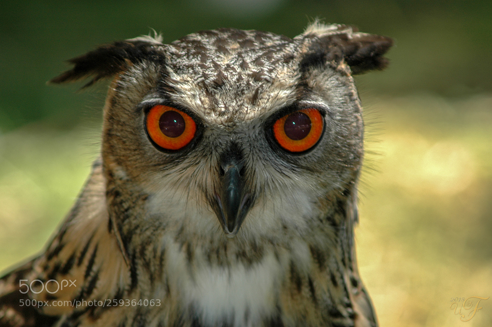 Nikon D70 sample photo. Uhu ! (eagle owl) photography
