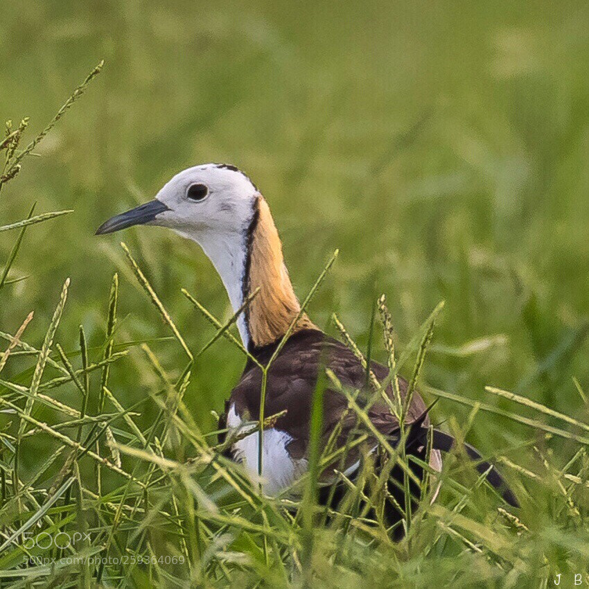 Nikon D500 sample photo. Pheasant tailed jacana  photography