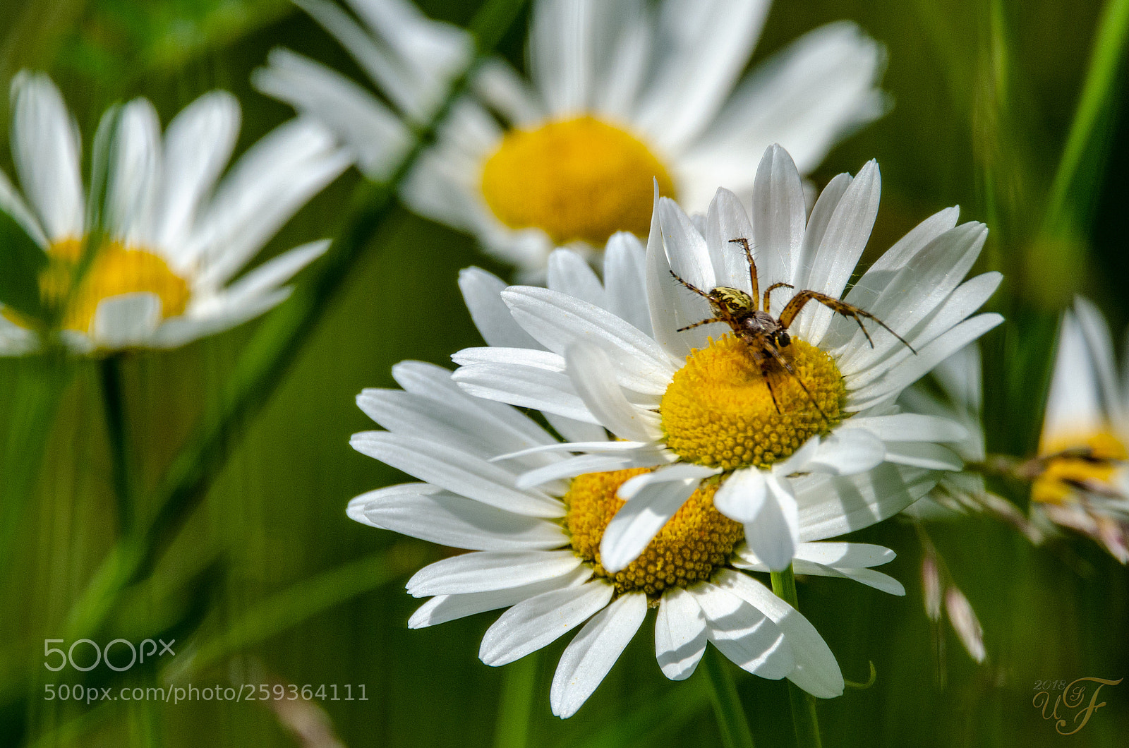 Nikon D5100 sample photo. Besprungene margerite ! (jumped marguerites) photography