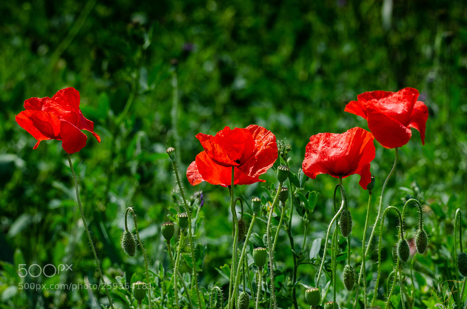 Nikon D5100 sample photo. Klatschmohnwiese ! photography