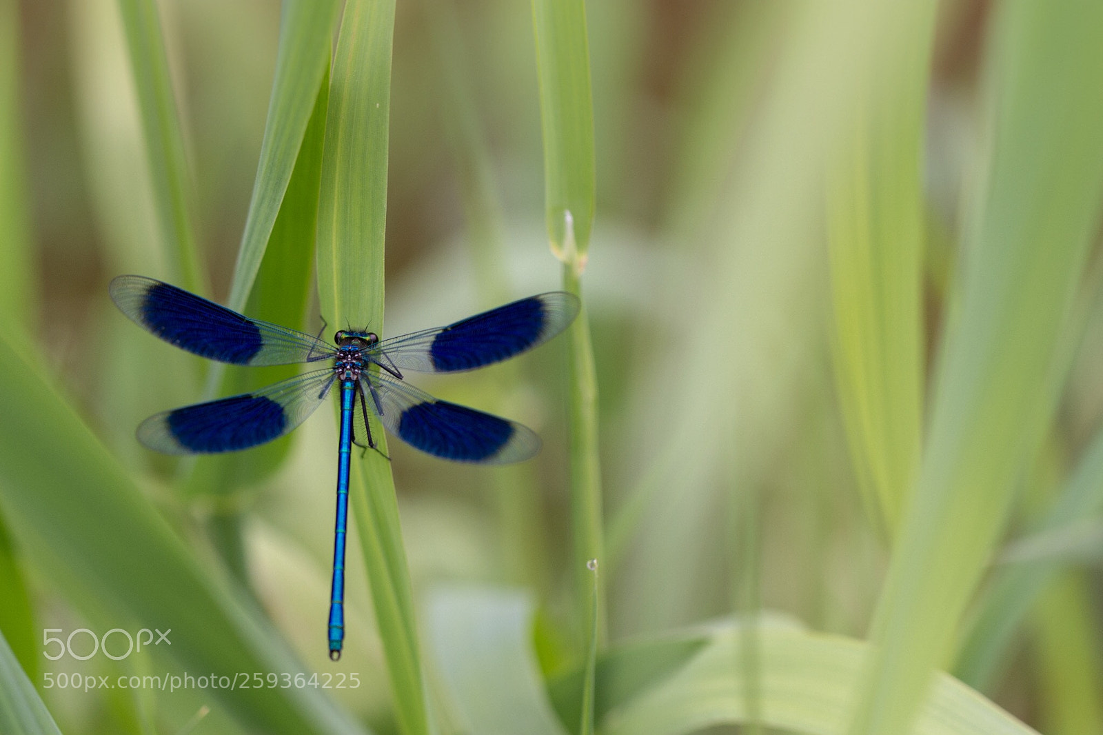 Nikon D7200 sample photo. Banded demoisselle photography