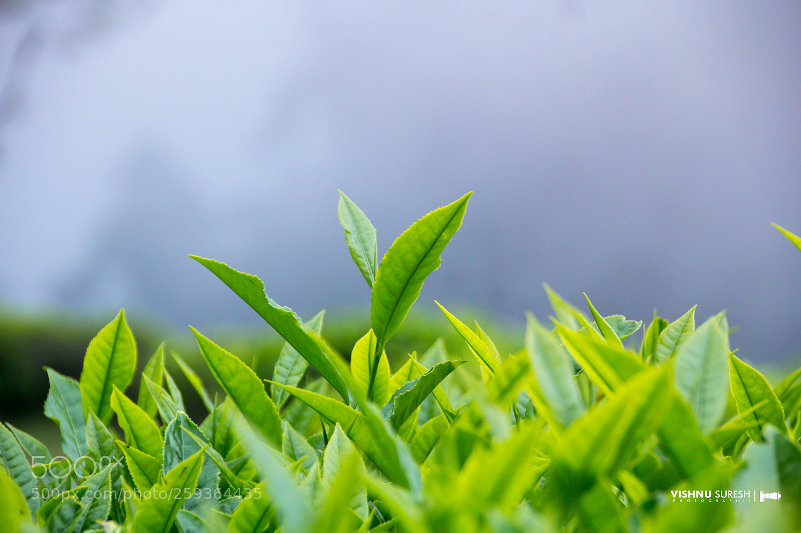 Canon EOS 60D sample photo. Tea eastate photography