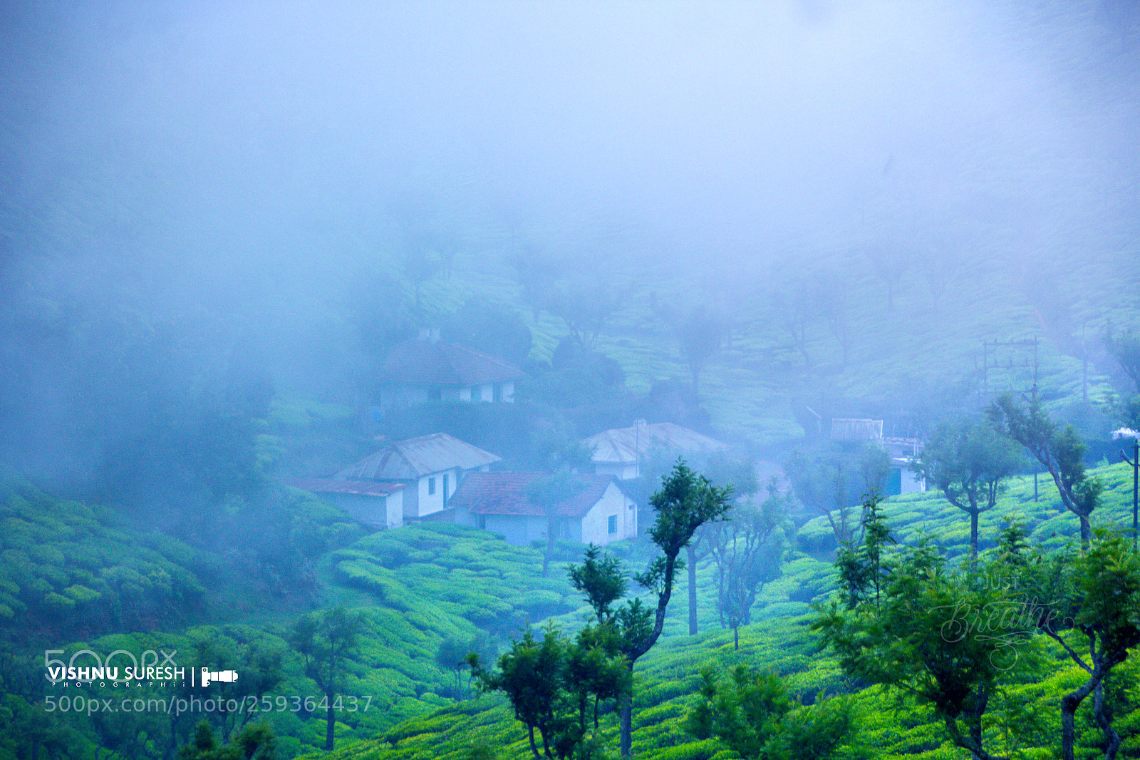 Canon EOS 60D sample photo. Tea eastate photography