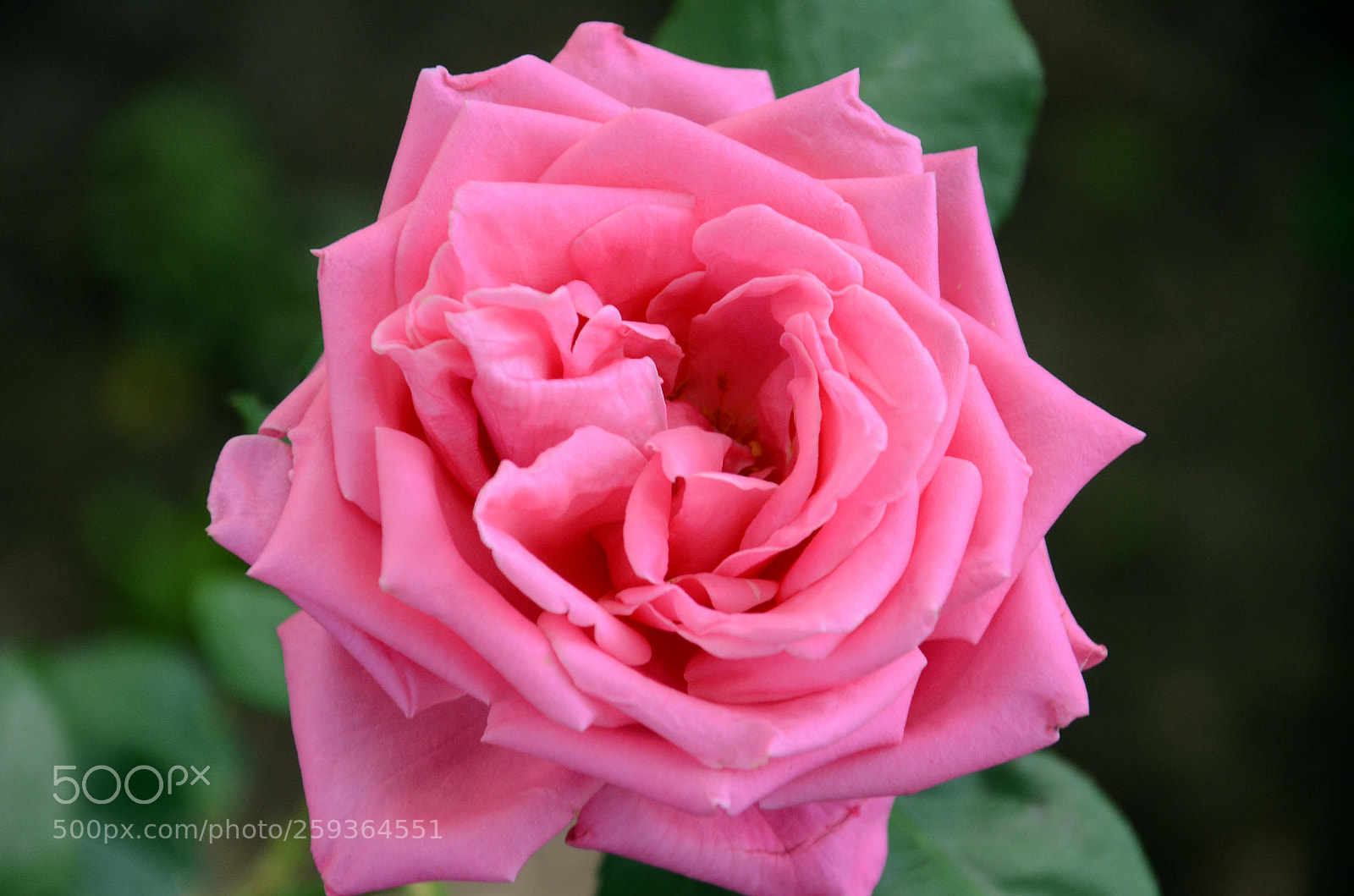 Nikon D7000 sample photo. Latest_flame photography