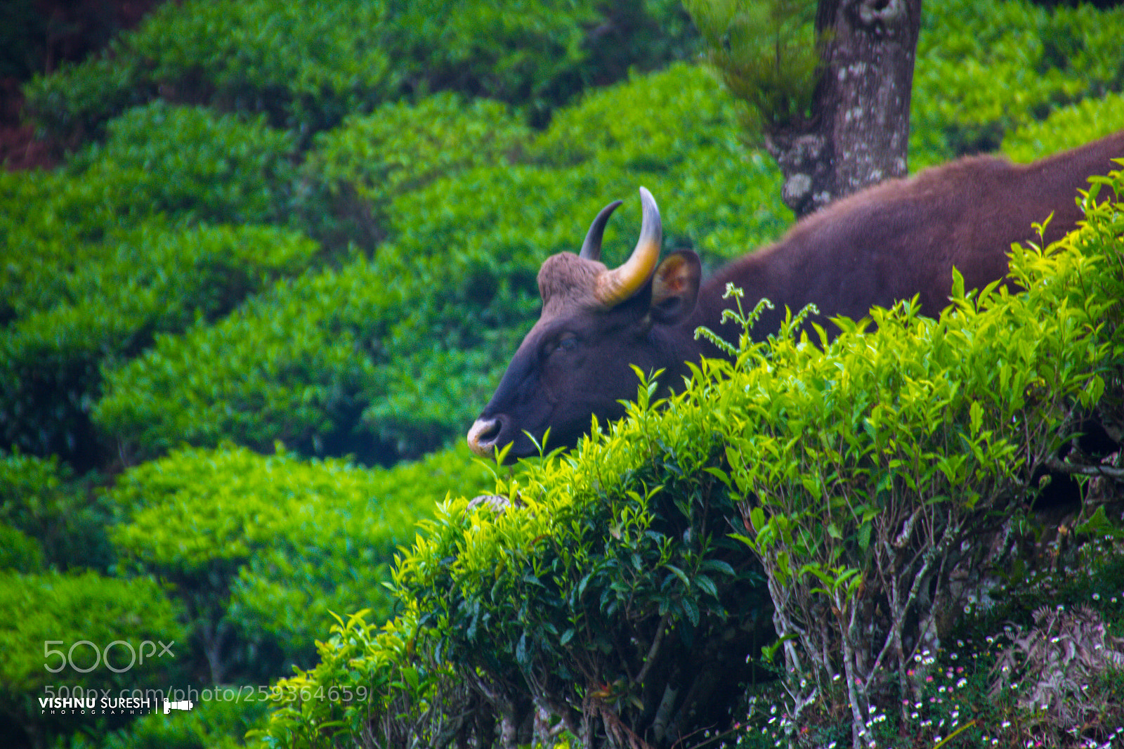 Canon EOS 60D sample photo. Bos frontalis photography
