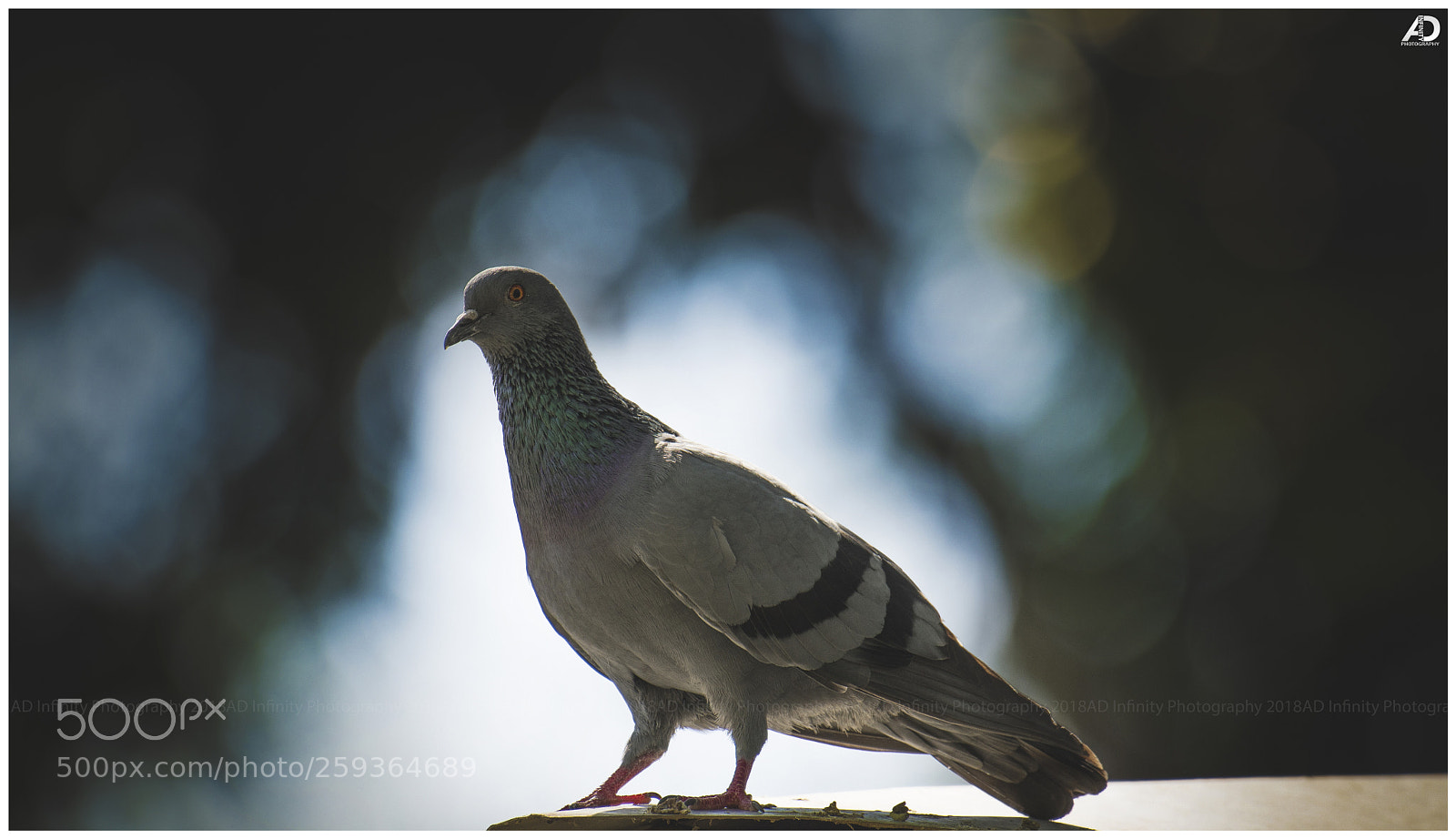 Nikon D500 sample photo. Pigeon photography