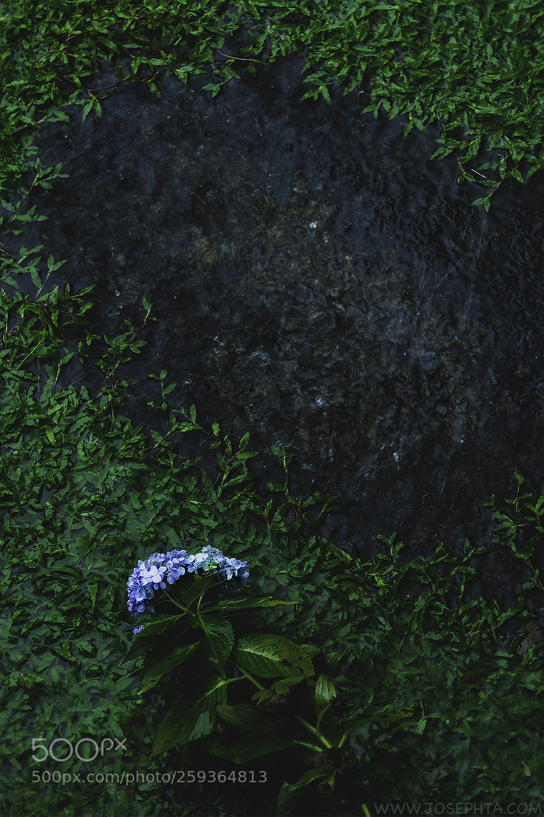 Nikon D850 sample photo. Monsoon greens photography