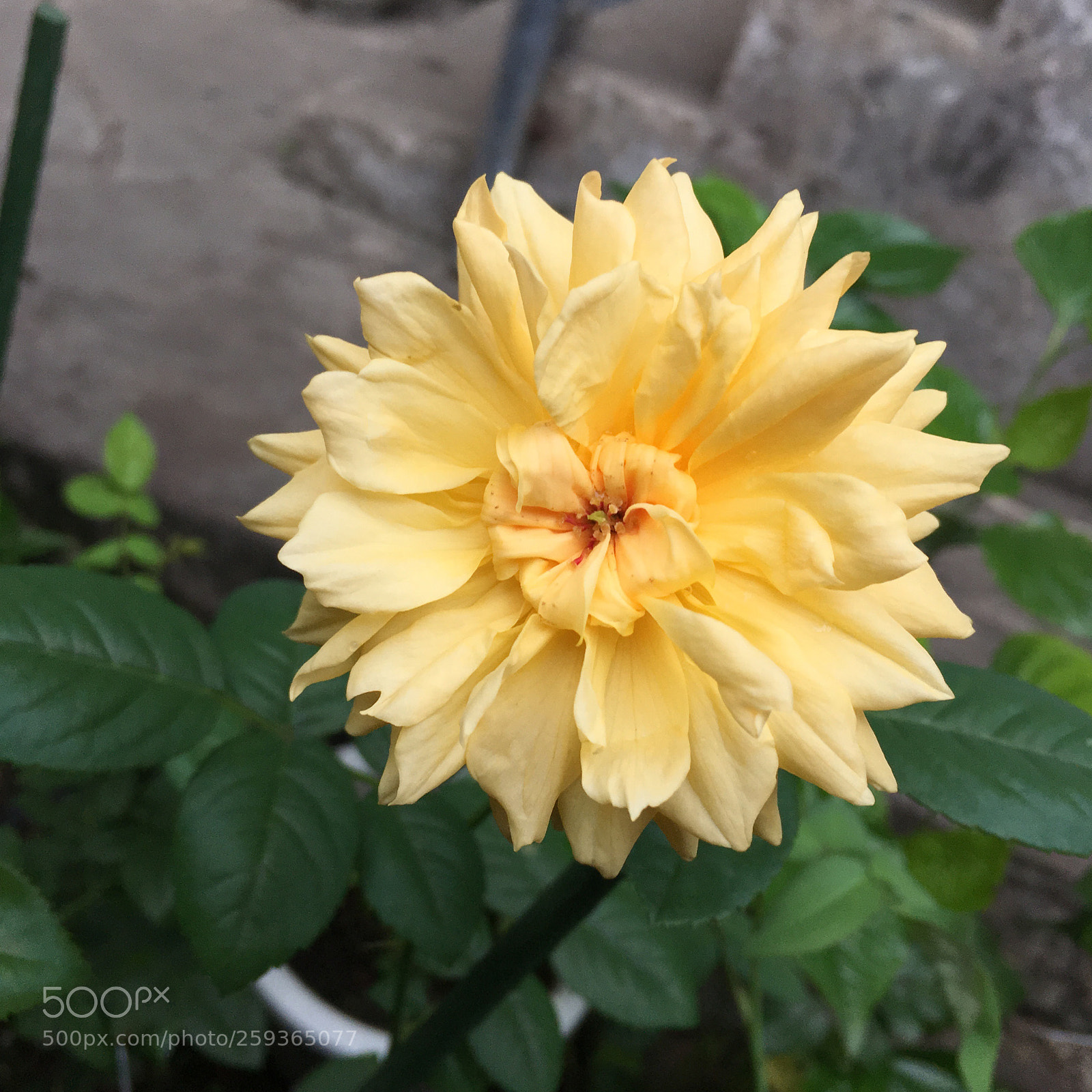 Apple iPhone 6s Plus sample photo.  rose photography