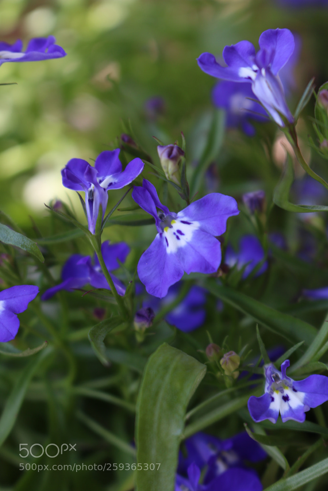 Canon EOS 70D sample photo. Colors photography