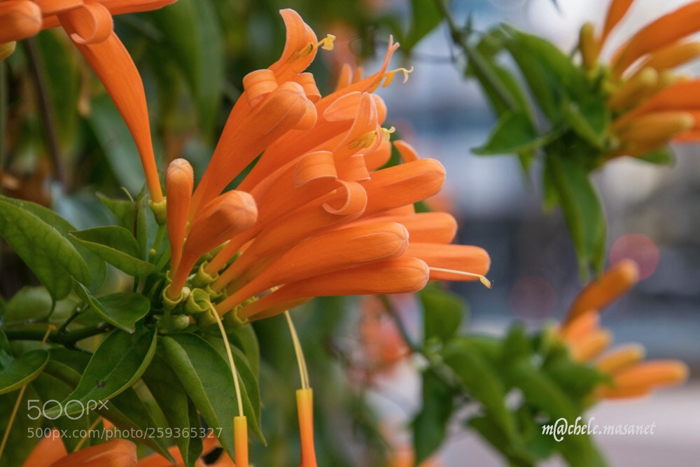 Nikon D5300 sample photo. Orange flower photography