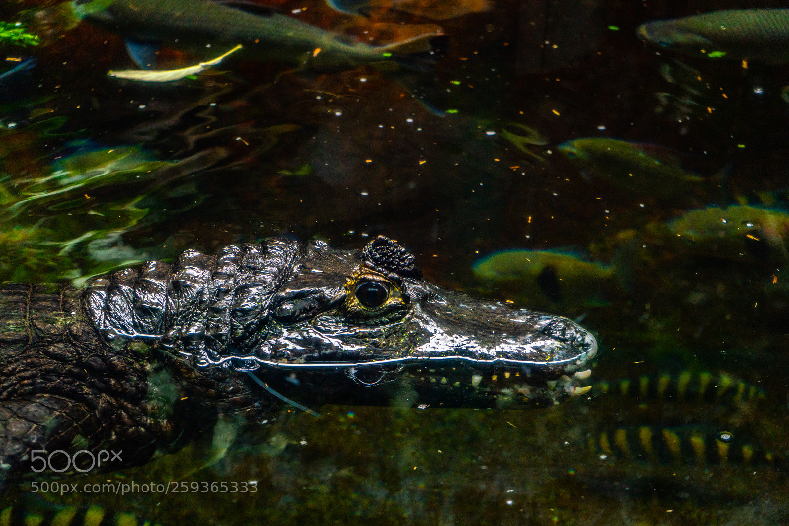 Sony a7R III sample photo. Crocodile photography