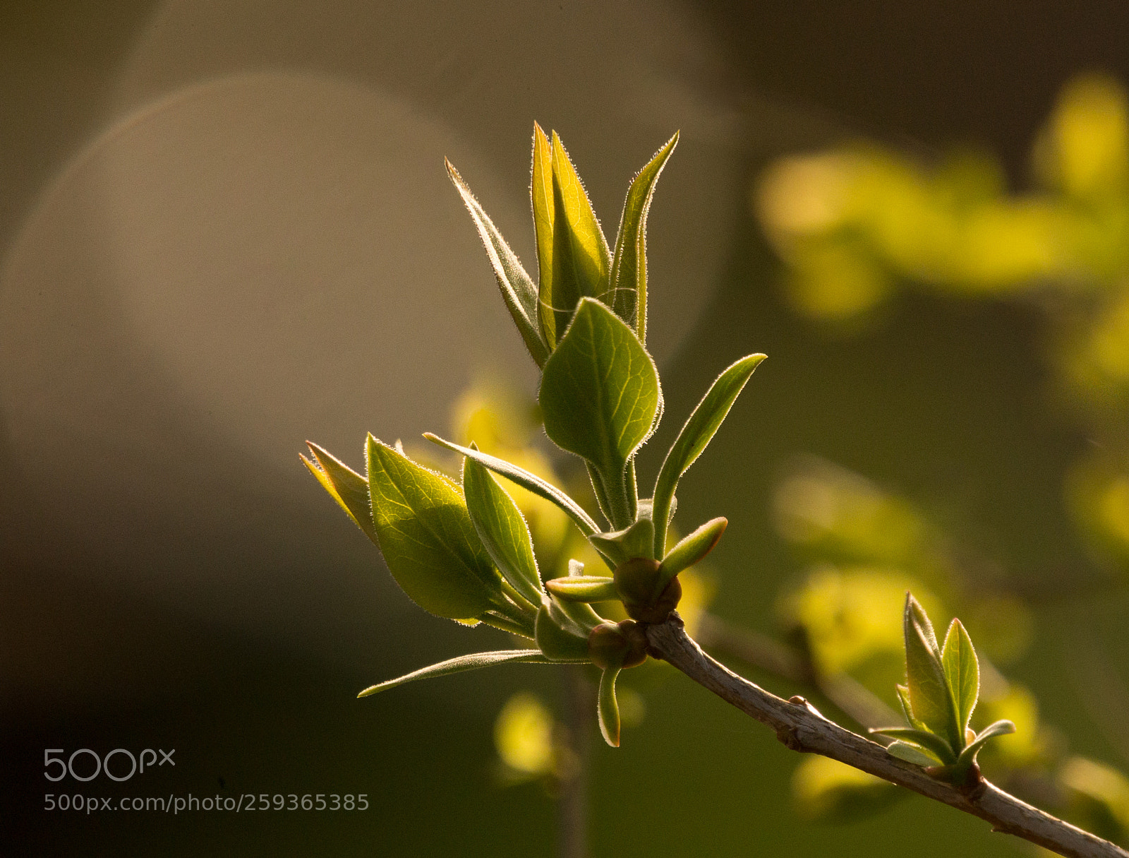 Canon EOS 6D sample photo. Candelabrum photography