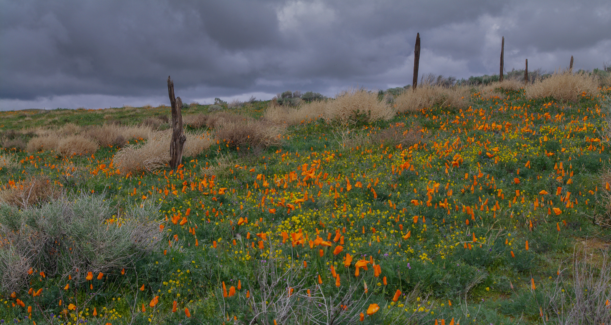 Pentax K-7 sample photo. Dead fence photography