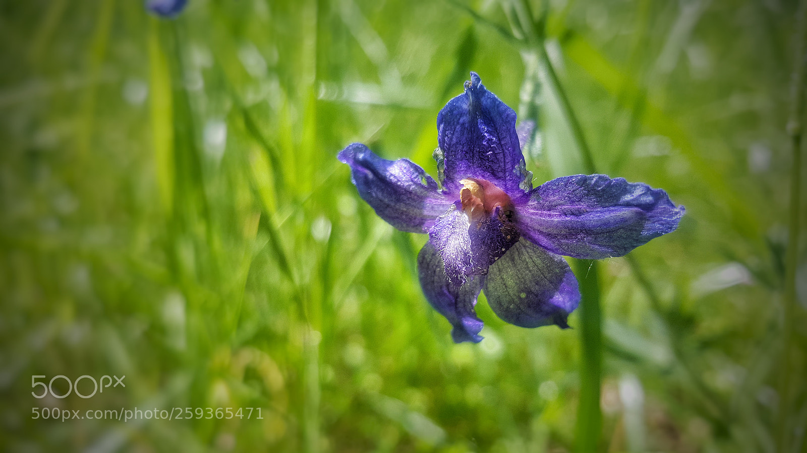 Samsung Galaxy Note5 sample photo. Larkspur photography