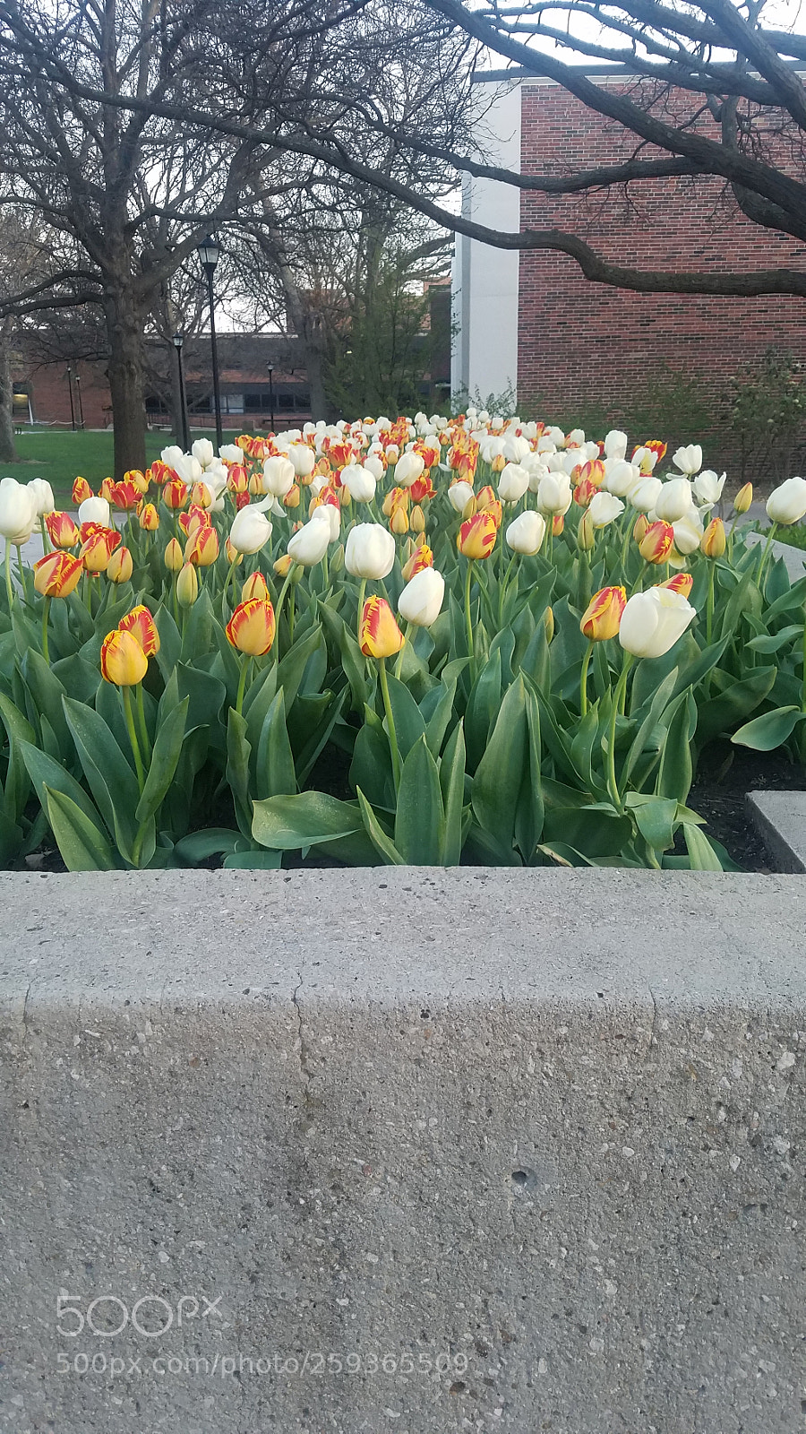 Samsung Galaxy S7 Edge sample photo. Bloom photography