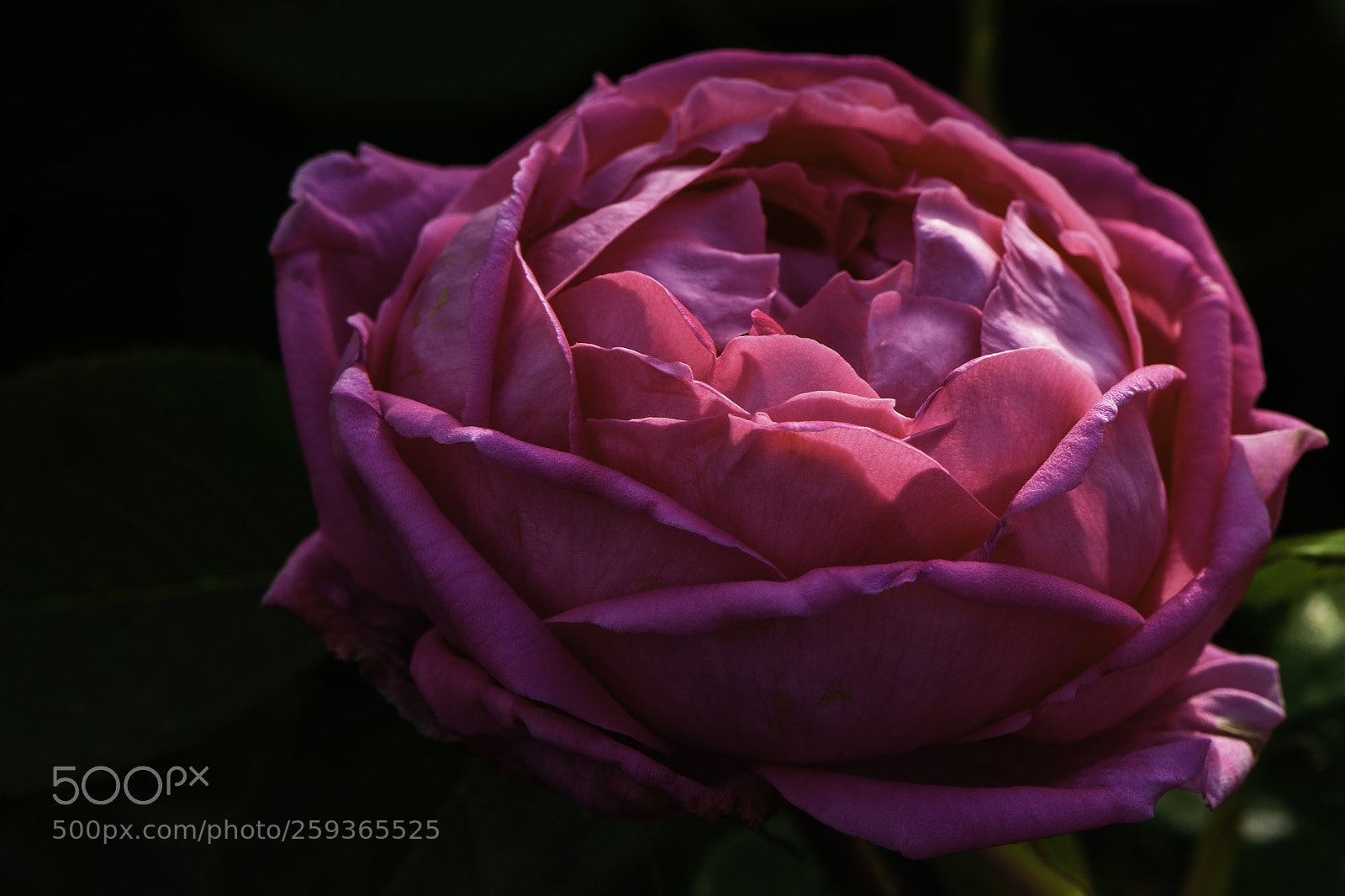 Nikon D750 sample photo. Rose photography