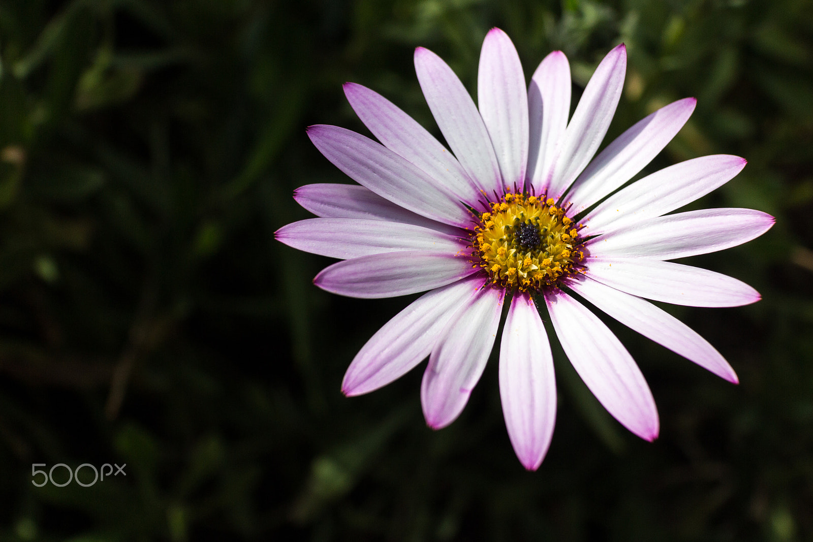 Canon EOS M sample photo. Osteospermum photography