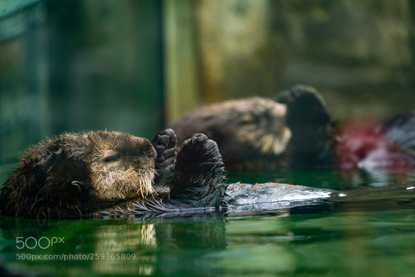 Sony a7R III sample photo. Sleepy otters photography