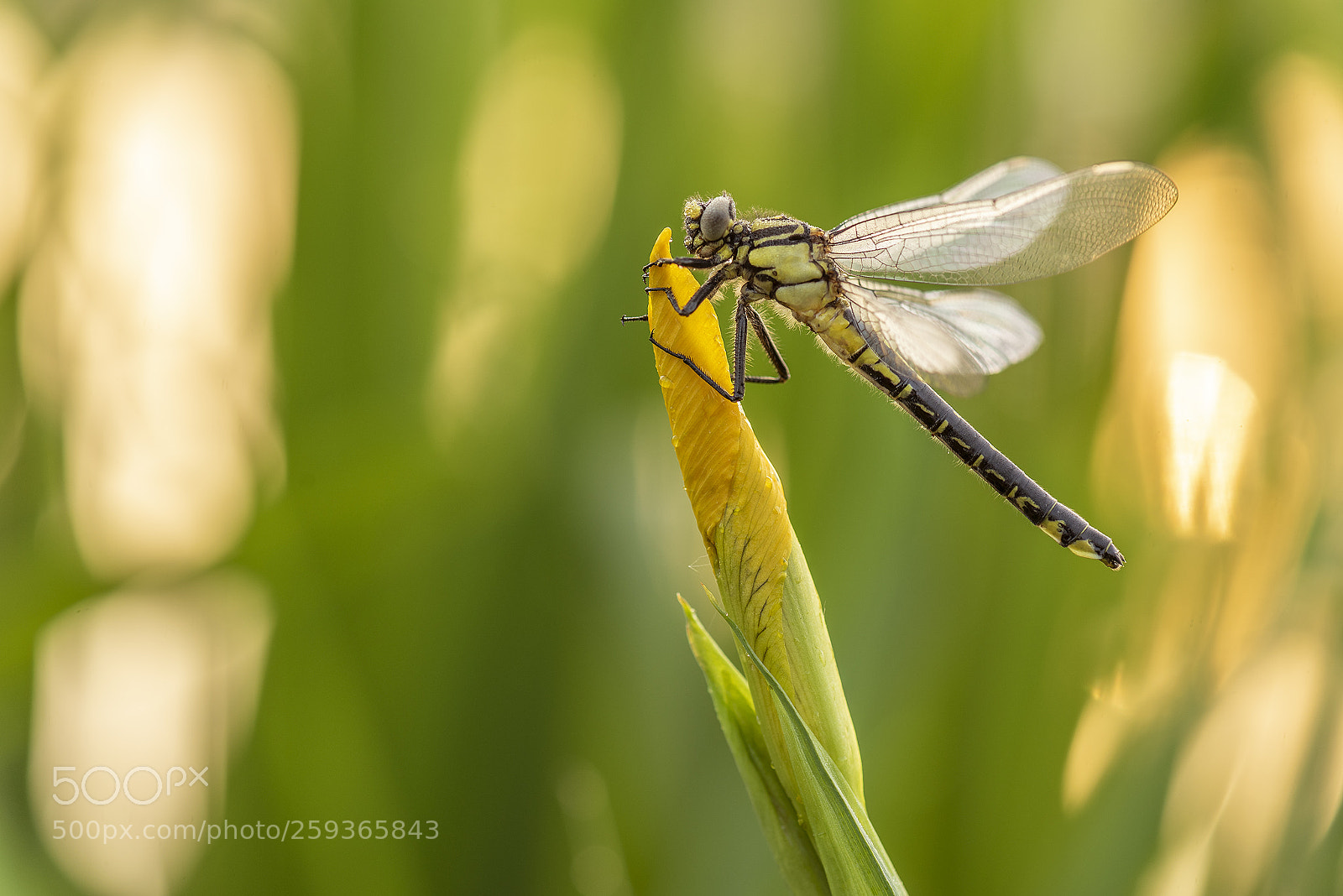 Nikon D750 sample photo. Club-tailed dragonfly at sunrise photography