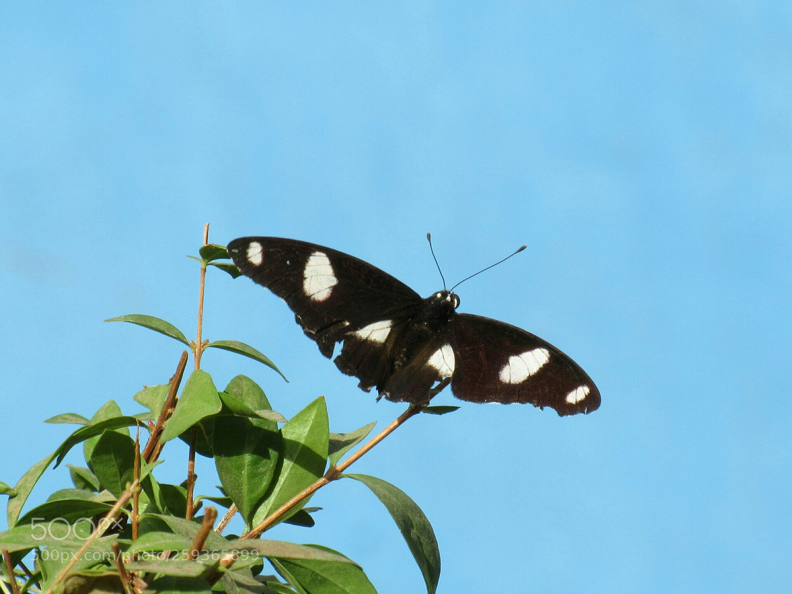 Canon PowerShot SX530 HS sample photo. Daniad eggfly butterfly photography