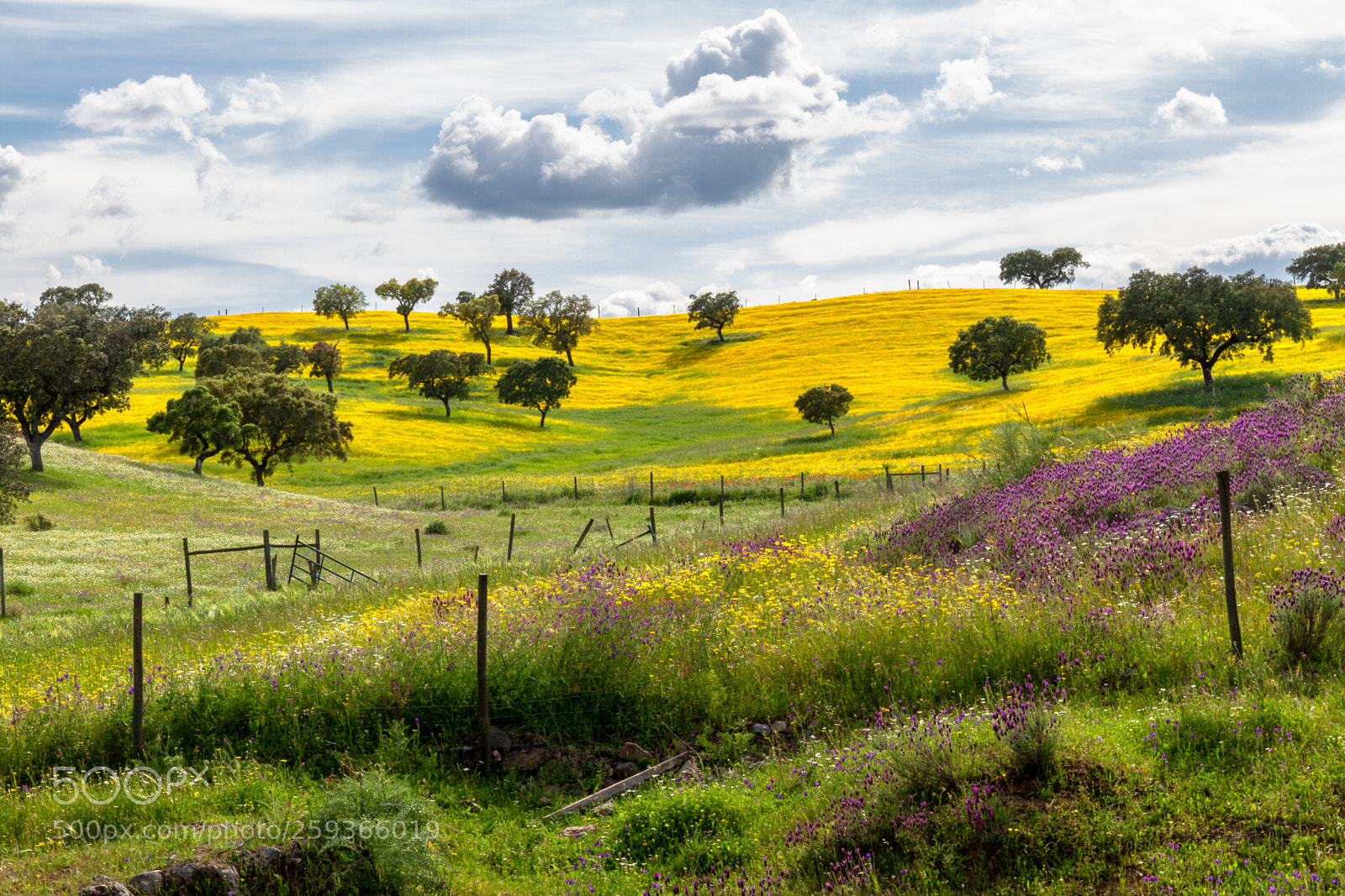 Canon EOS 7D sample photo. Alentejo in bloom photography