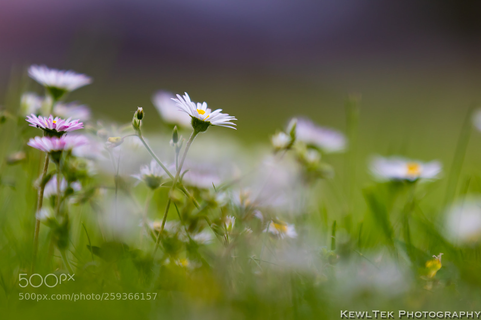 Canon EOS 80D sample photo. Asters photography