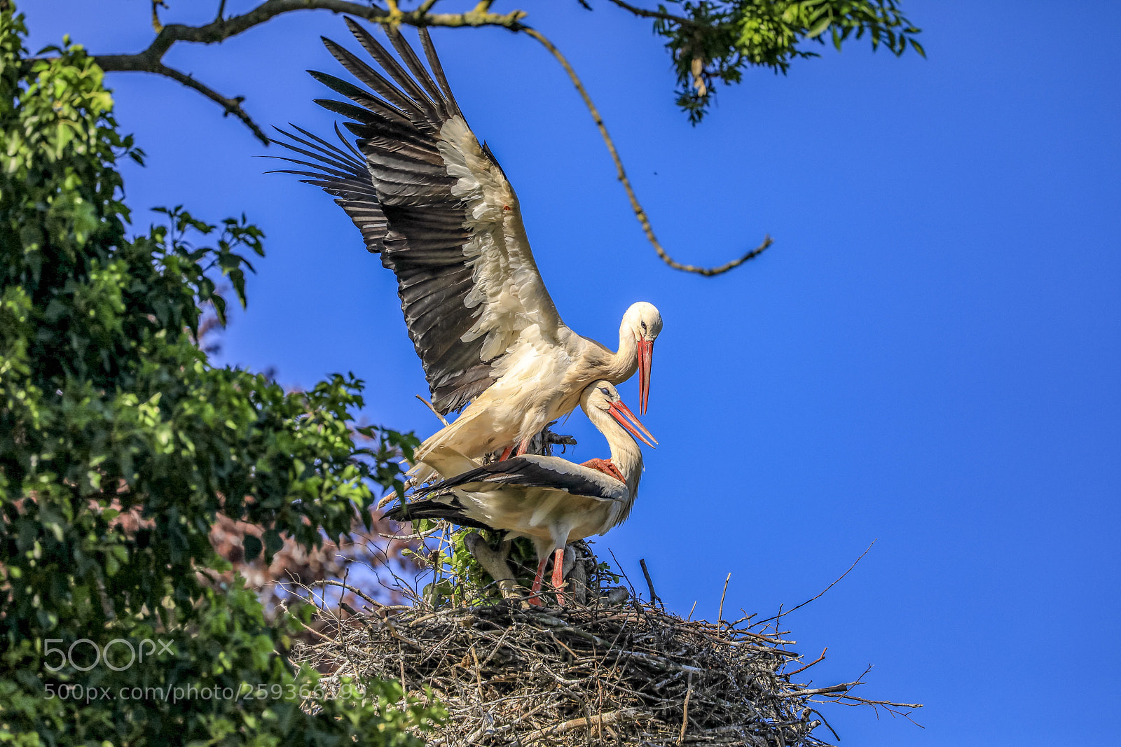 Canon EOS 5D Mark IV sample photo. Stork  photography