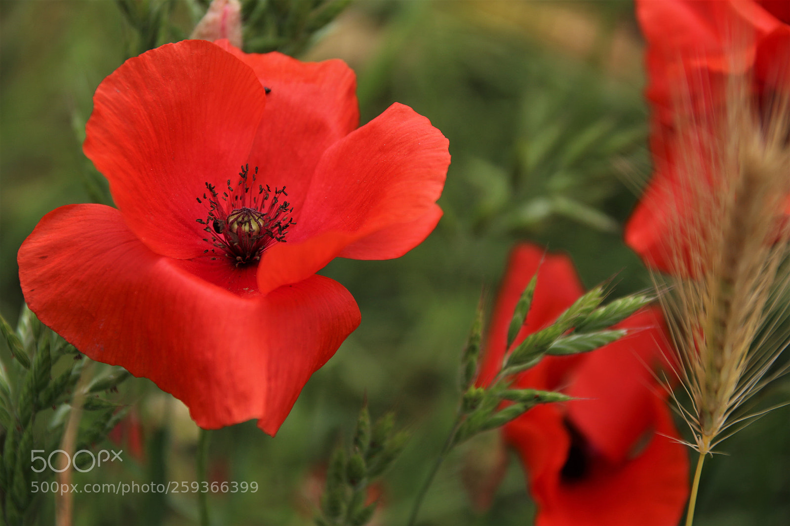 Canon EOS 100D (EOS Rebel SL1 / EOS Kiss X7) sample photo. Poppies  photography