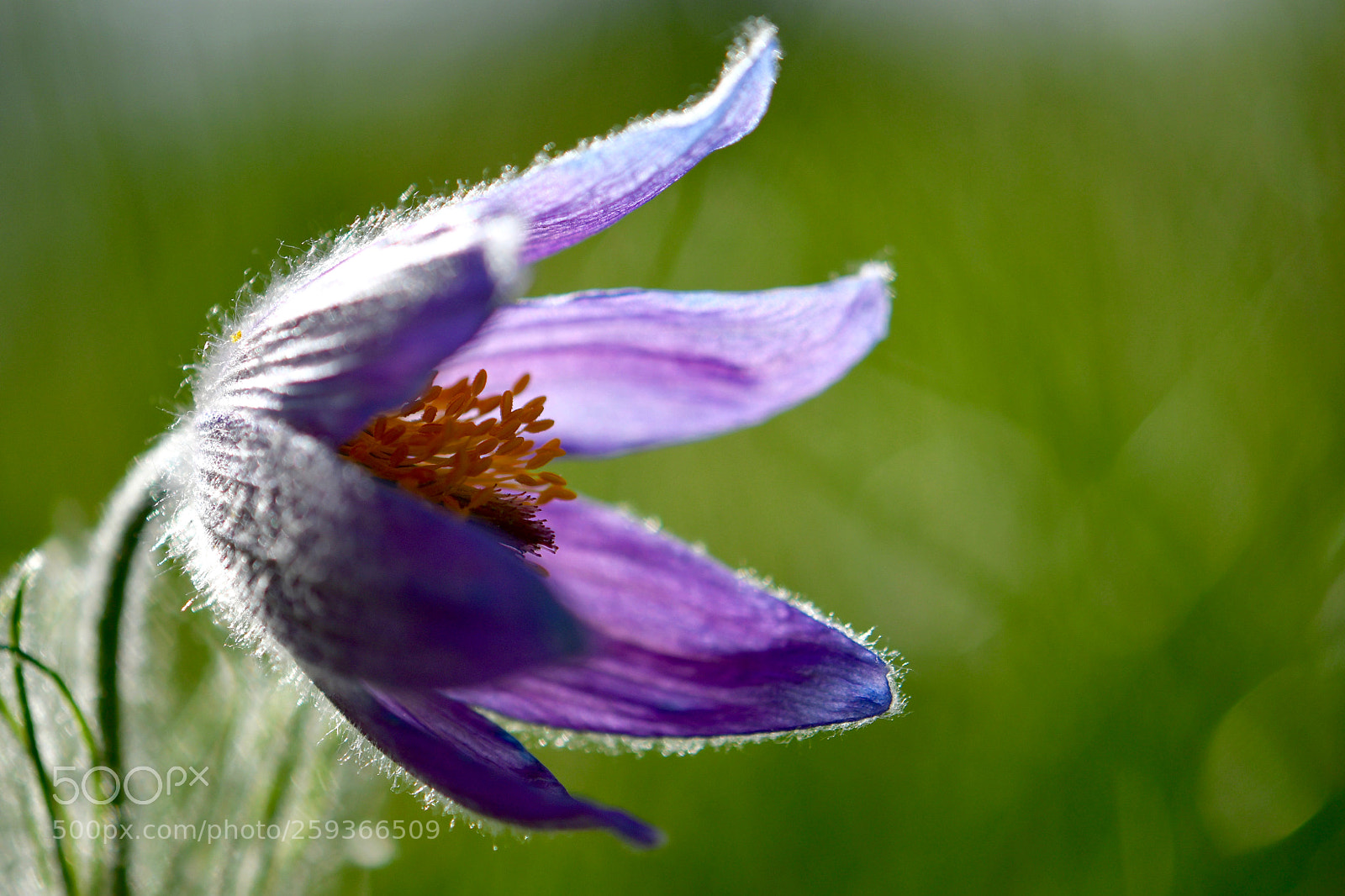 Nikon D500 sample photo. Untitled photography