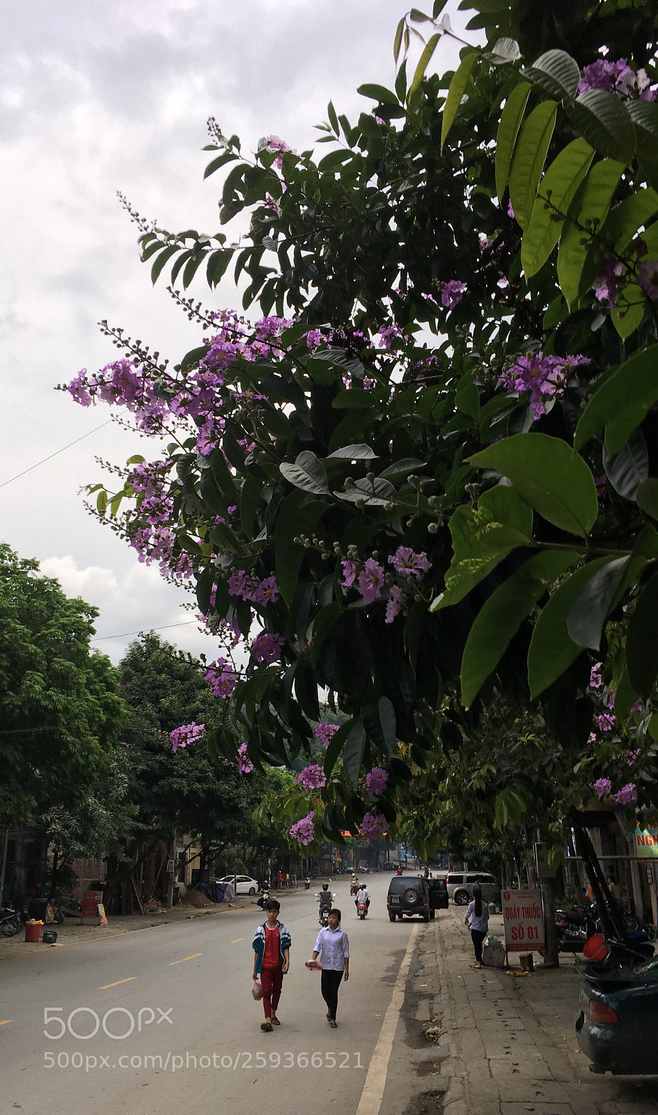 Apple iPhone 6s Plus sample photo. Giant crape-myrtle, queen s photography