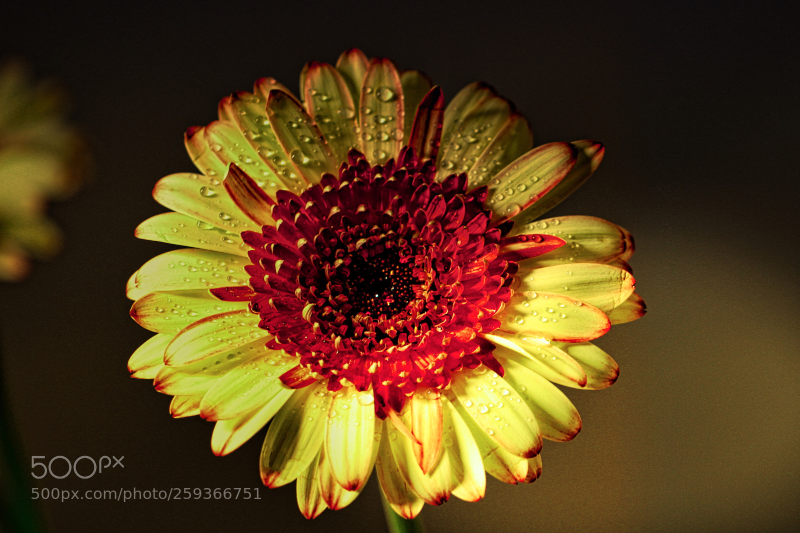 Canon EOS 100D (EOS Rebel SL1 / EOS Kiss X7) sample photo. Gerbera daisy photography