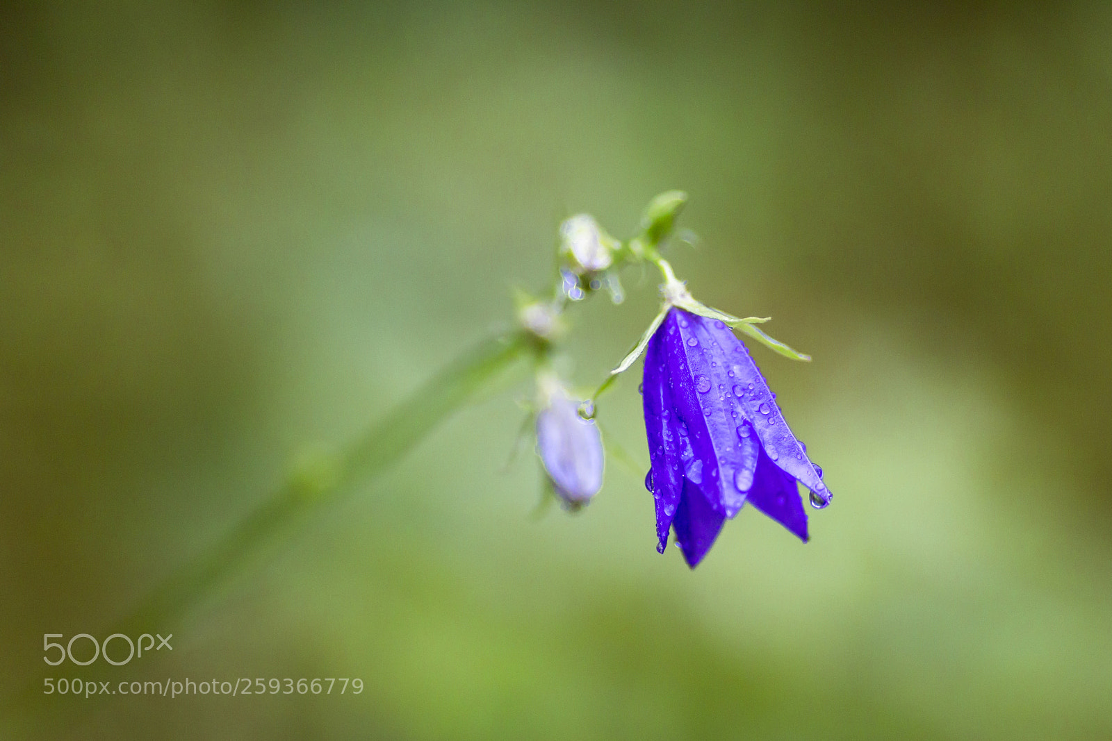 Canon EOS 6D sample photo. Bellflower photography