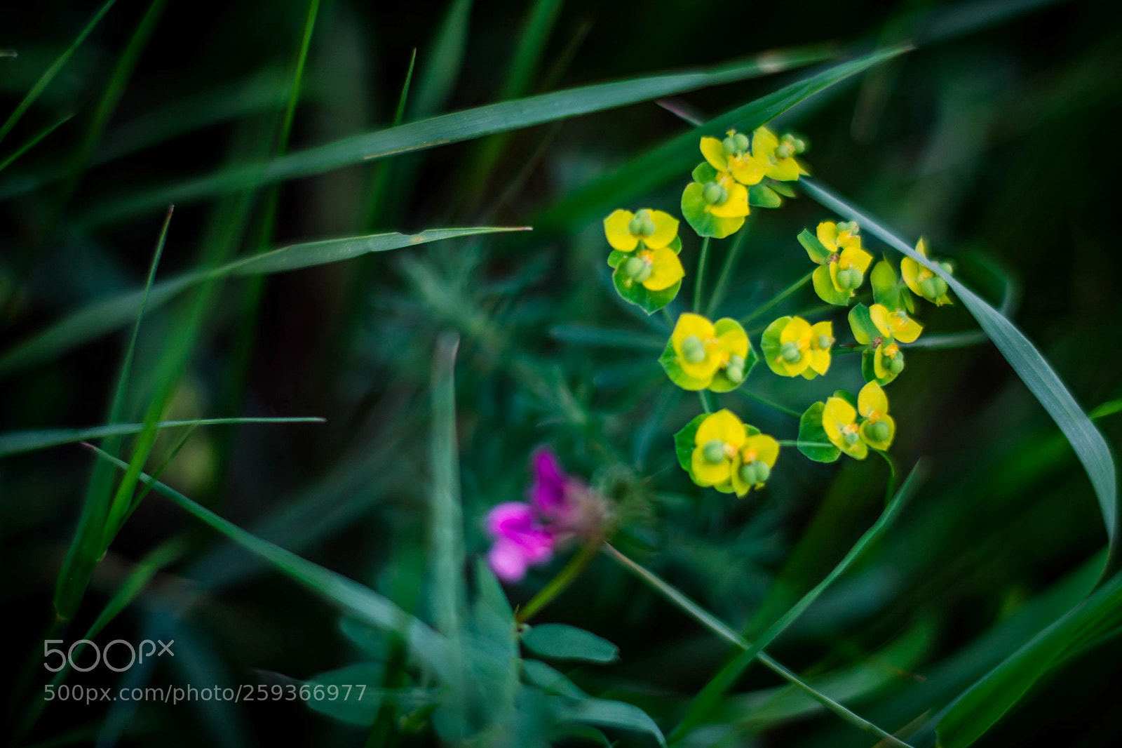 Nikon D7100 sample photo. Flor firework of spring photography