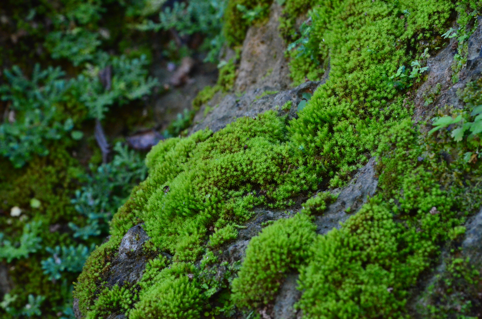 Nikon D7000 sample photo. Fhu photography