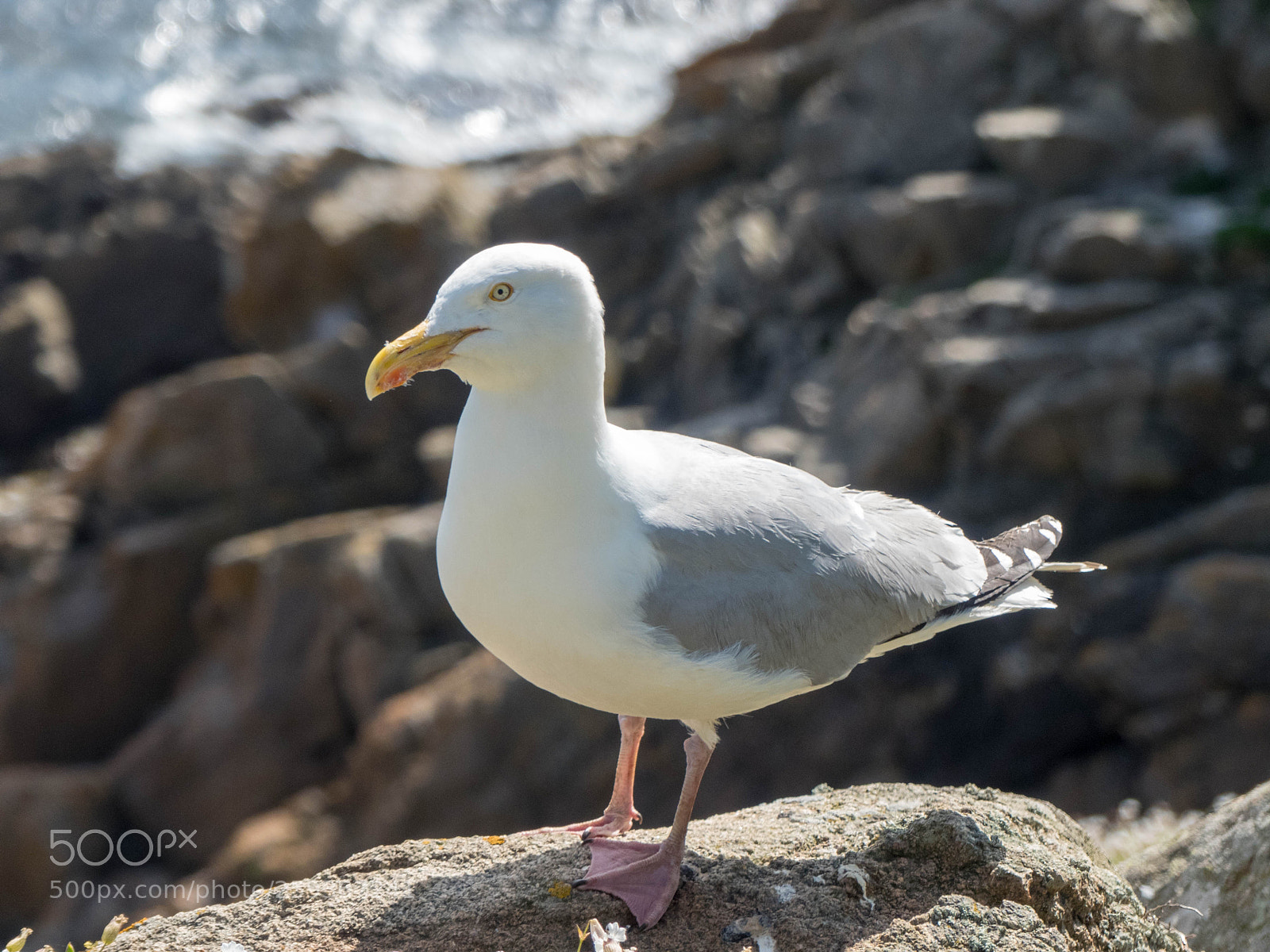 Panasonic Lumix DMC-FZ300 sample photo. Seagull in les sept photography