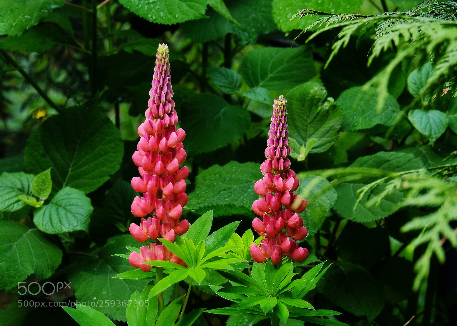 Fujifilm X-T20 sample photo. Pink lupines in the photography