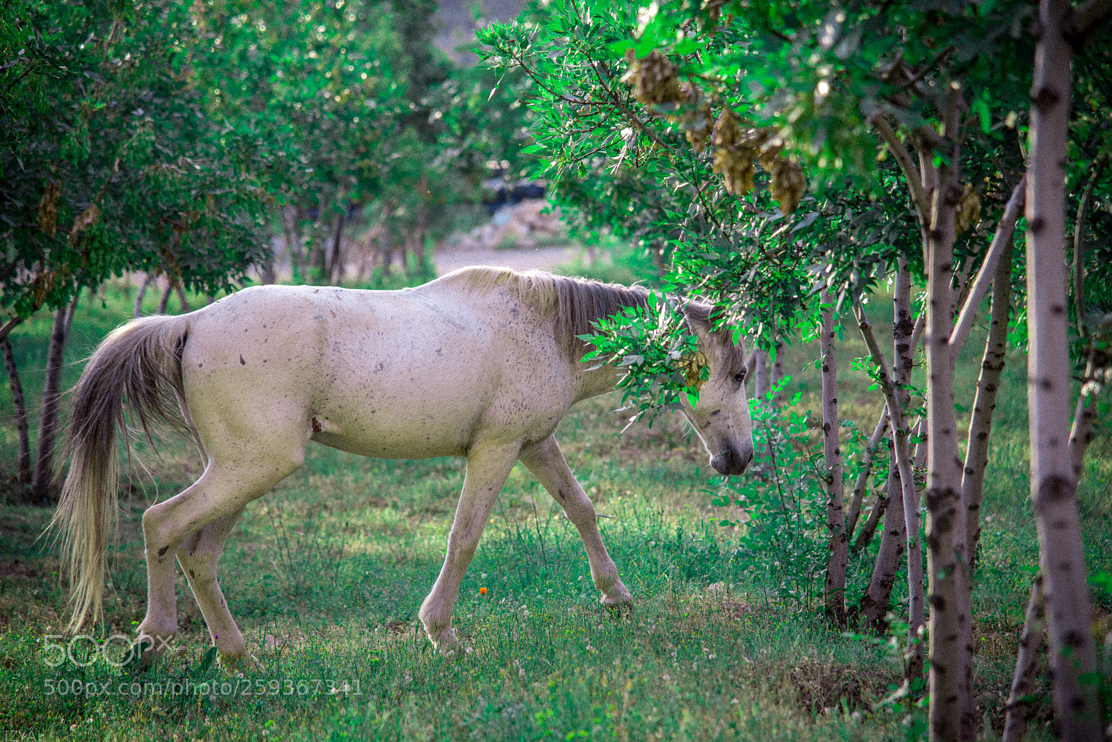 Nikon D610 sample photo. A horse photography