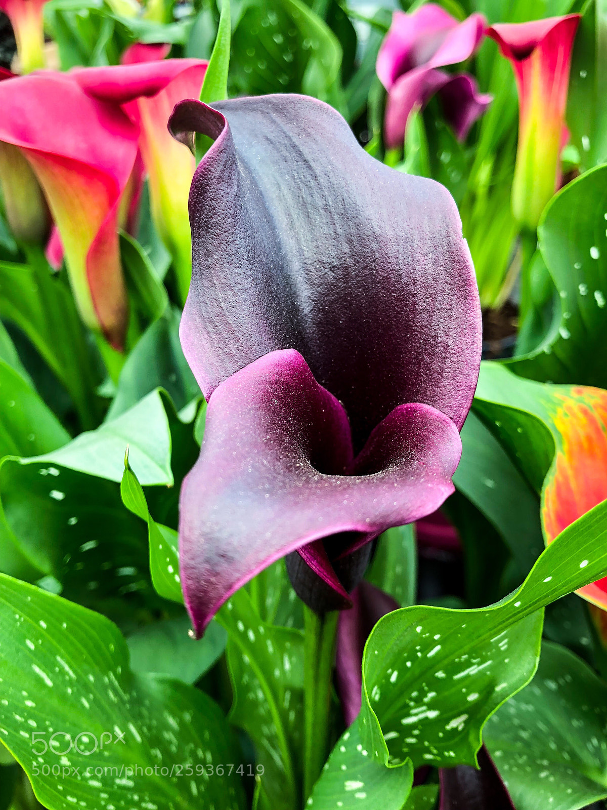 Apple iPhone 8 Plus sample photo. Deep purple photography