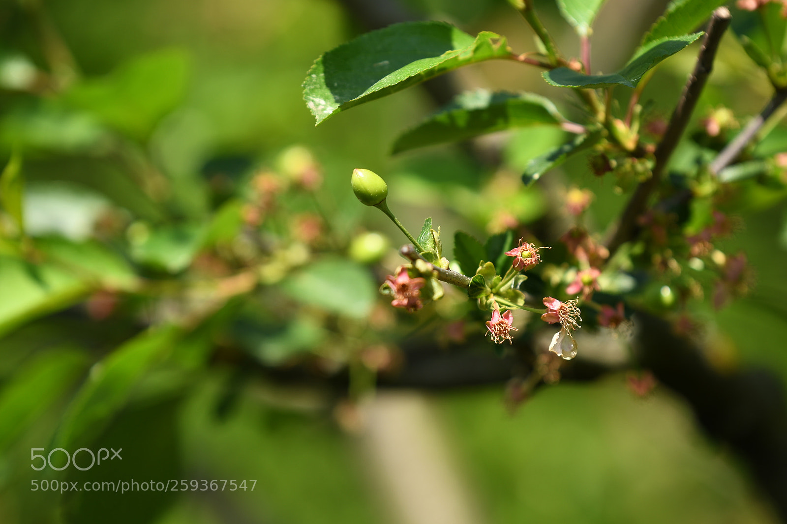 Nikon D7500 sample photo. I am the one photography
