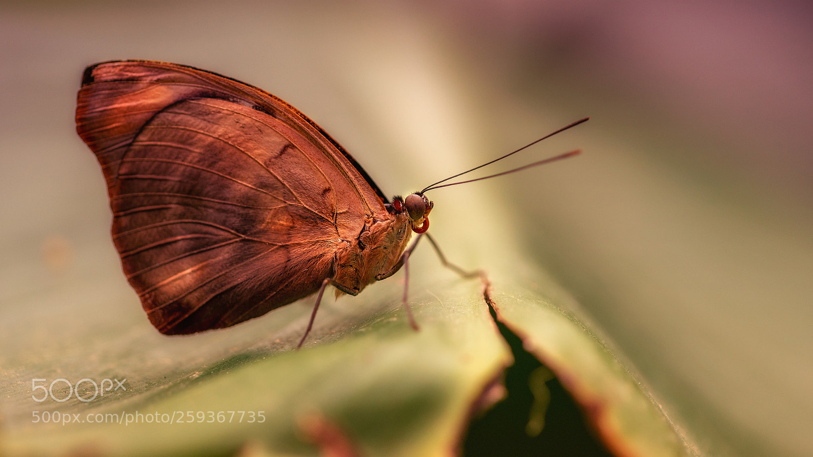 Sony a7R III sample photo. Butterfly photography