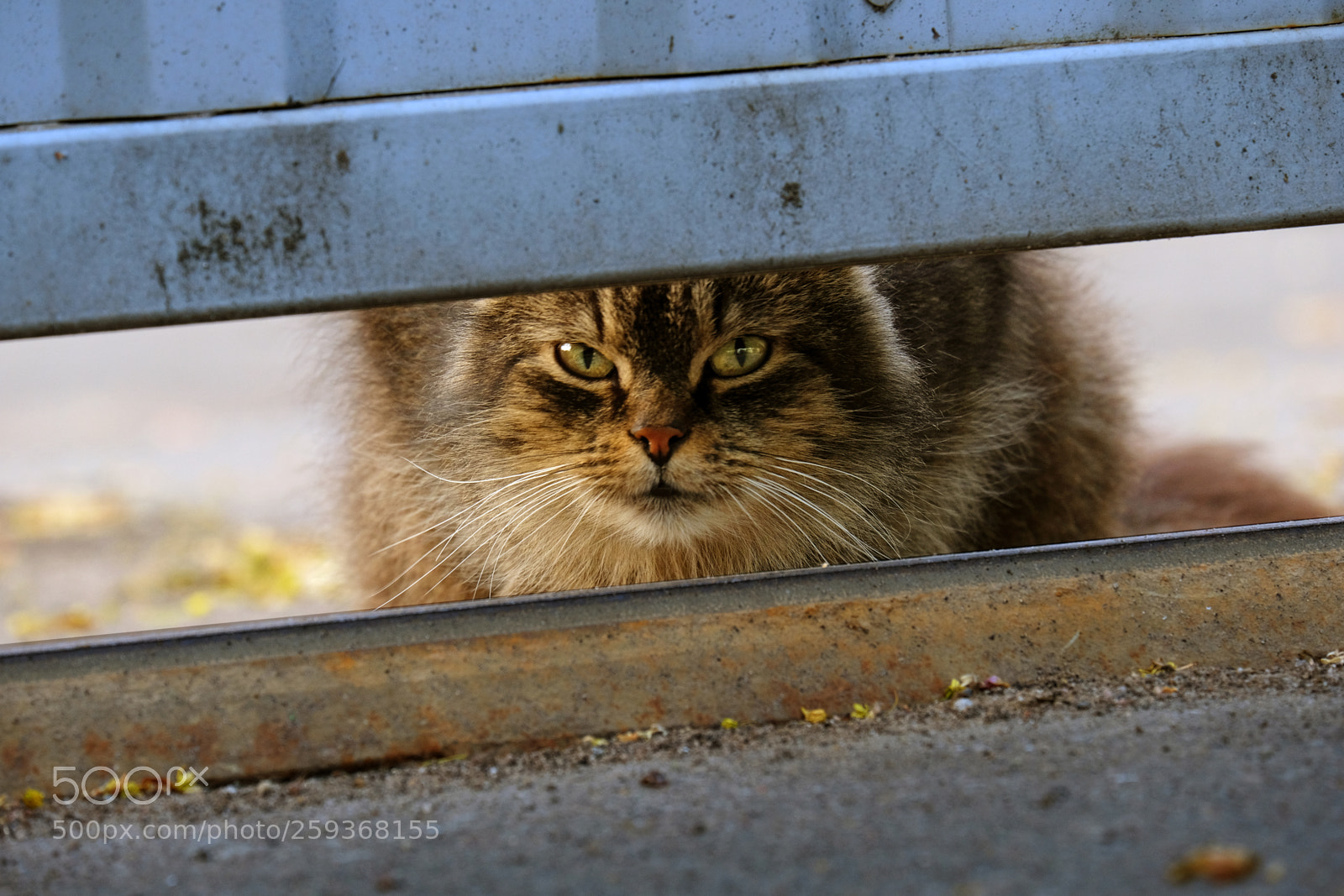 Fujifilm X-T20 sample photo. Cat follows me through photography