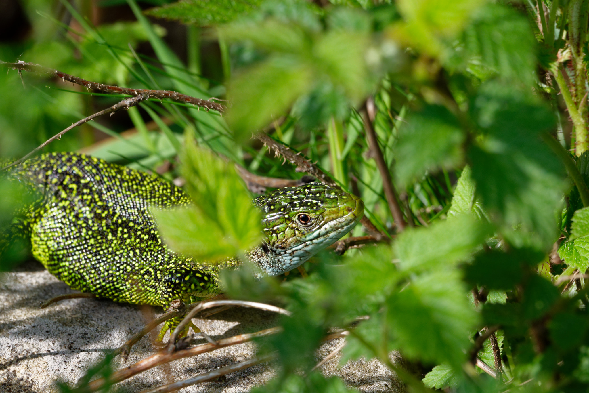 Nikon D5500 sample photo. Lacerta bilineata photography