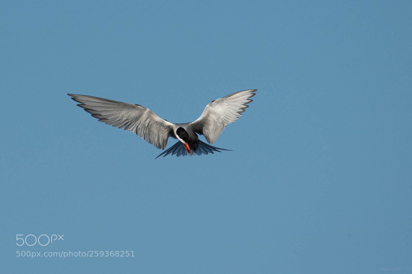 Nikon D500 sample photo. Common tern photography