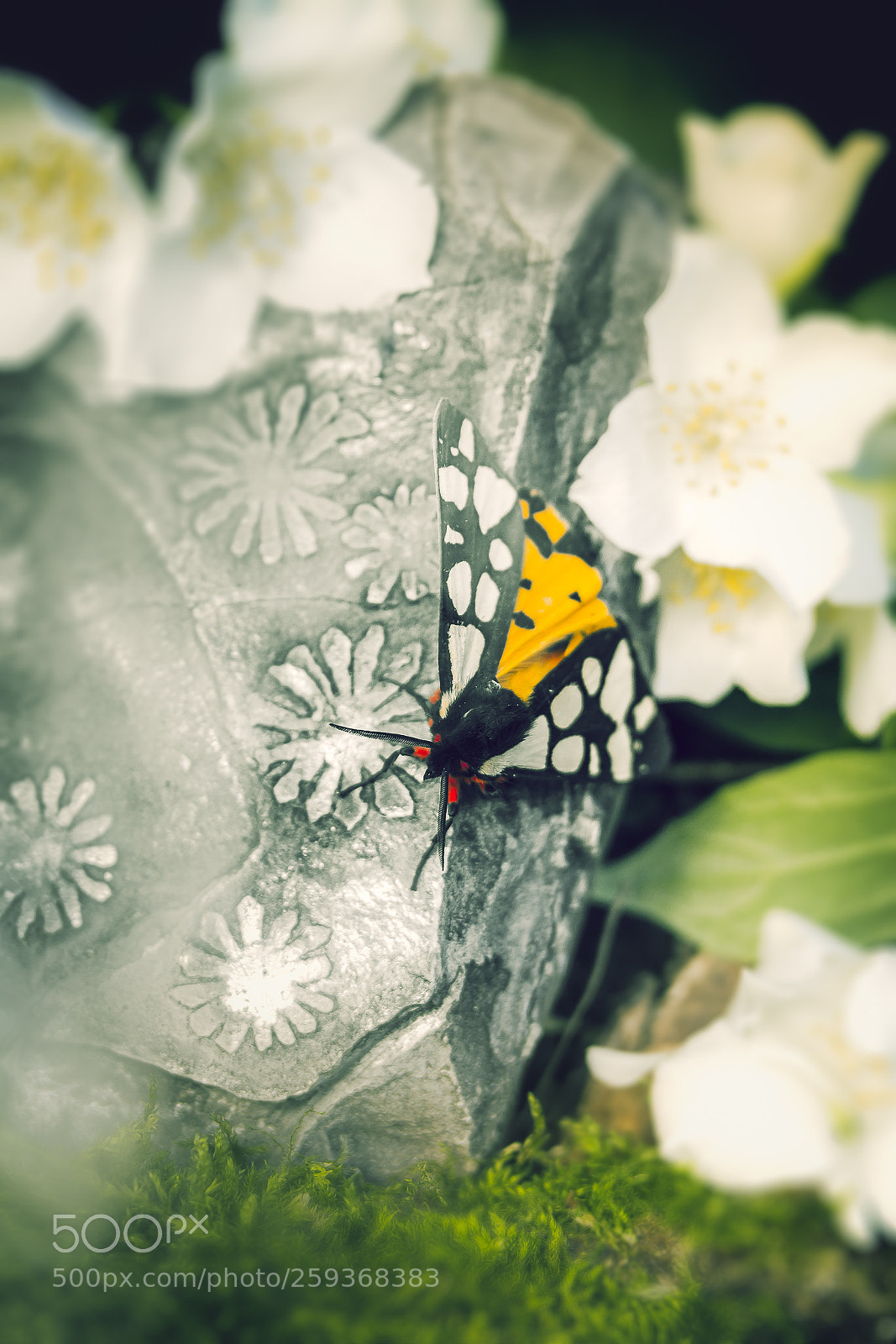 Canon EOS 7D sample photo. Butterfly on a fossil photography