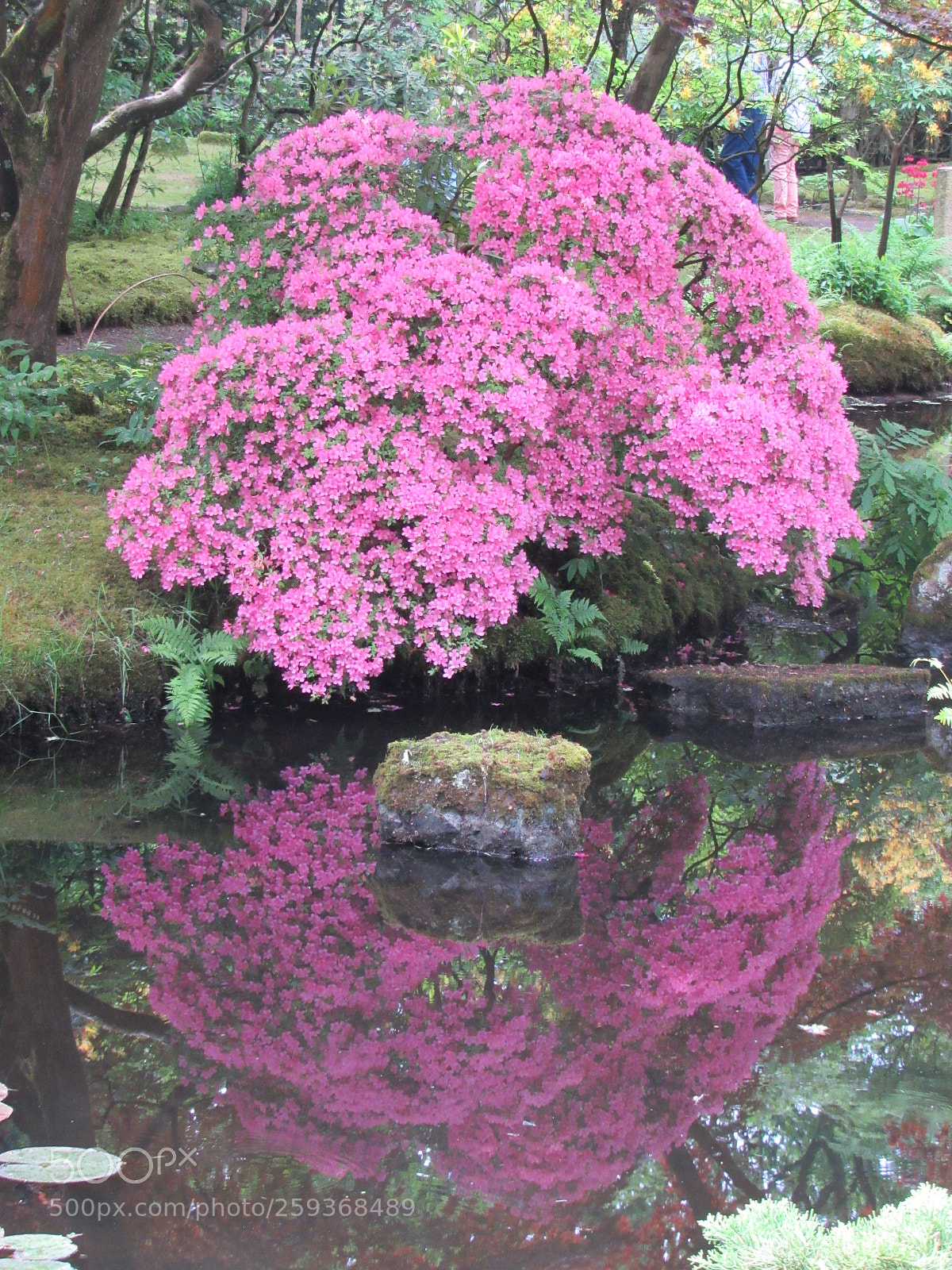Canon PowerShot SX530 HS sample photo. Reflet fleurie. photography