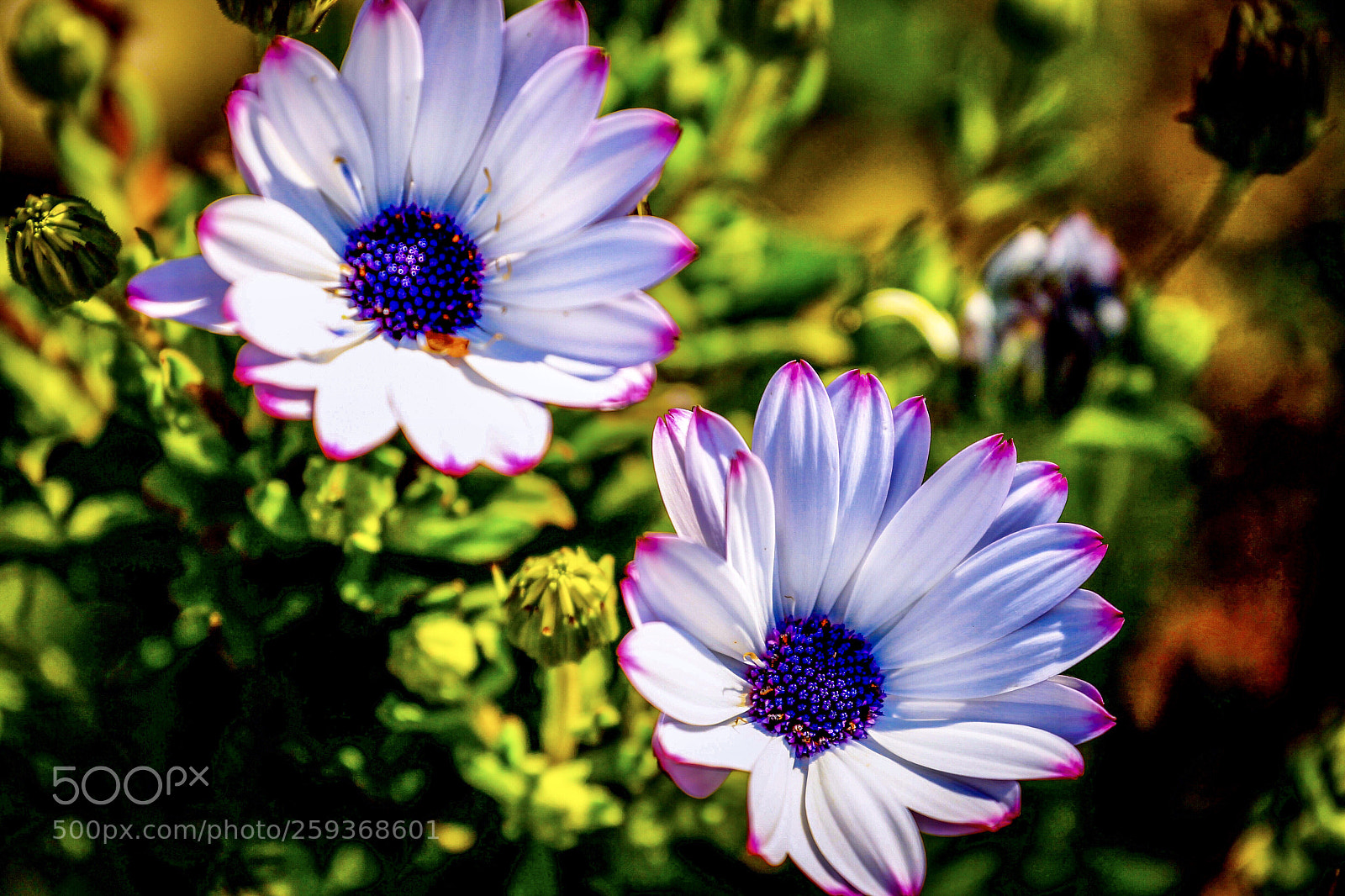 Canon EOS-1D Mark IV sample photo. Untitled photography